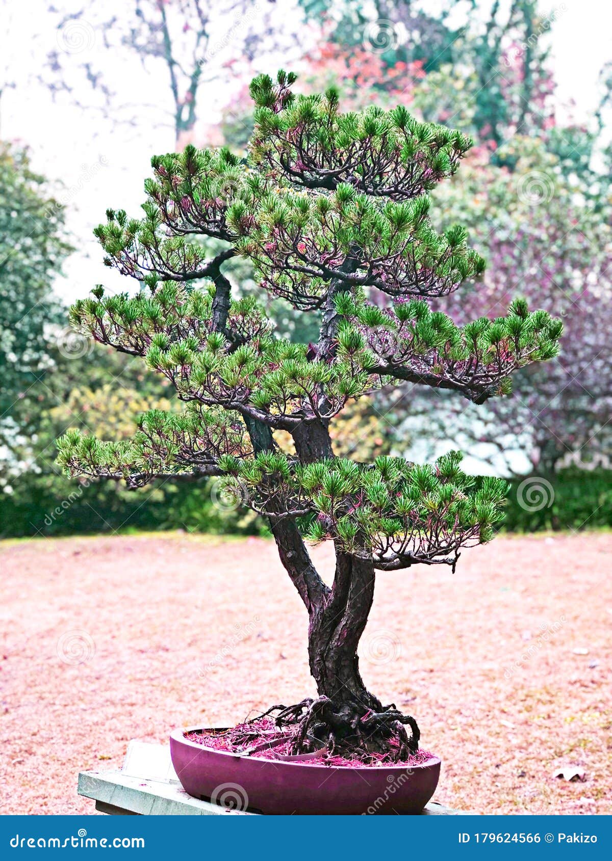 红花盆中的盆栽树 站在植物园里 清晨清新秋冬季库存照片 图片包括有查出 生长 增长 业余爱好 红花盆中的盆栽树 站在植物园里 清晨清新秋冬季库存照片 图片包括有查出 生长 增长 业余爱好