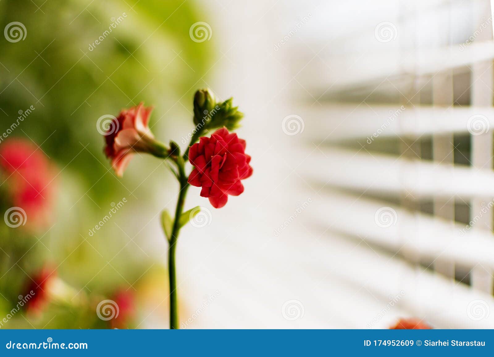 红花蕾库存图片 图片包括有开花 Brander 典雅 花卉 聚会所 异乎寻常 详细资料