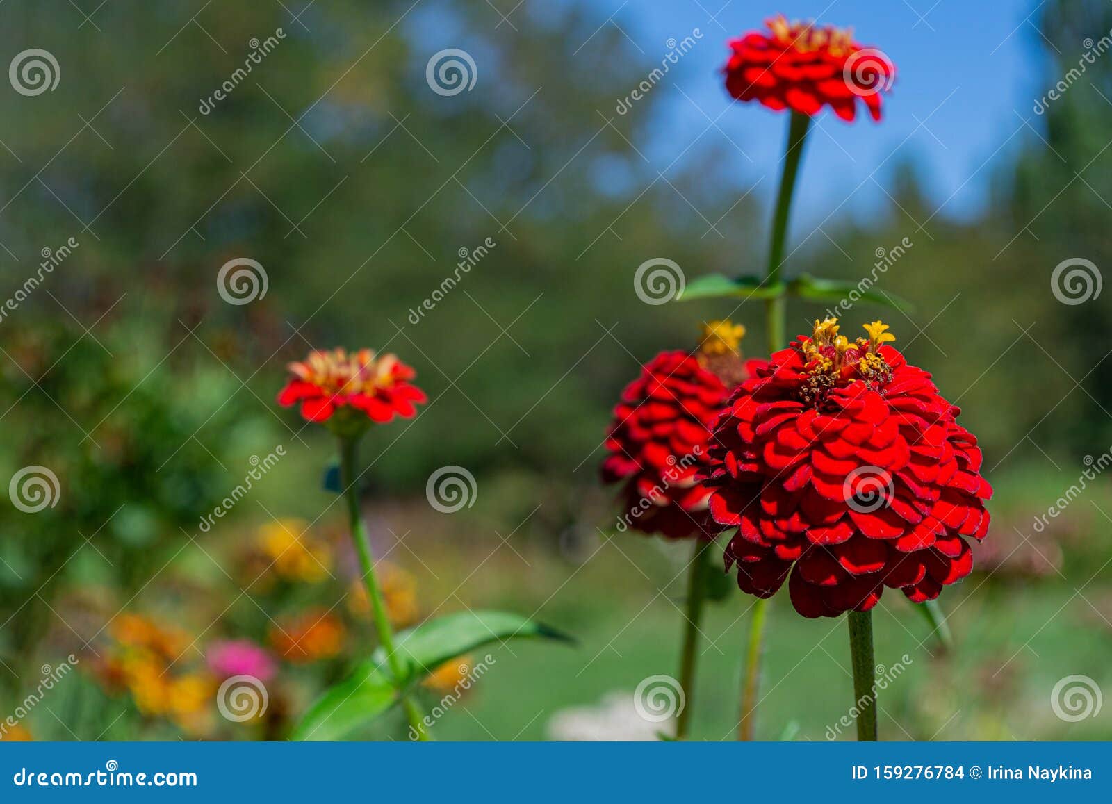 红花8月背景库存照片 图片包括有红花8月背景