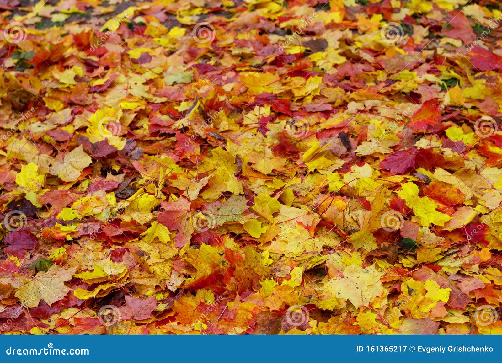 红黄叶覆秋时节壁纸细节库存图片 图片包括有金黄 红色 季节性 没人 特写镜头 森林 公园