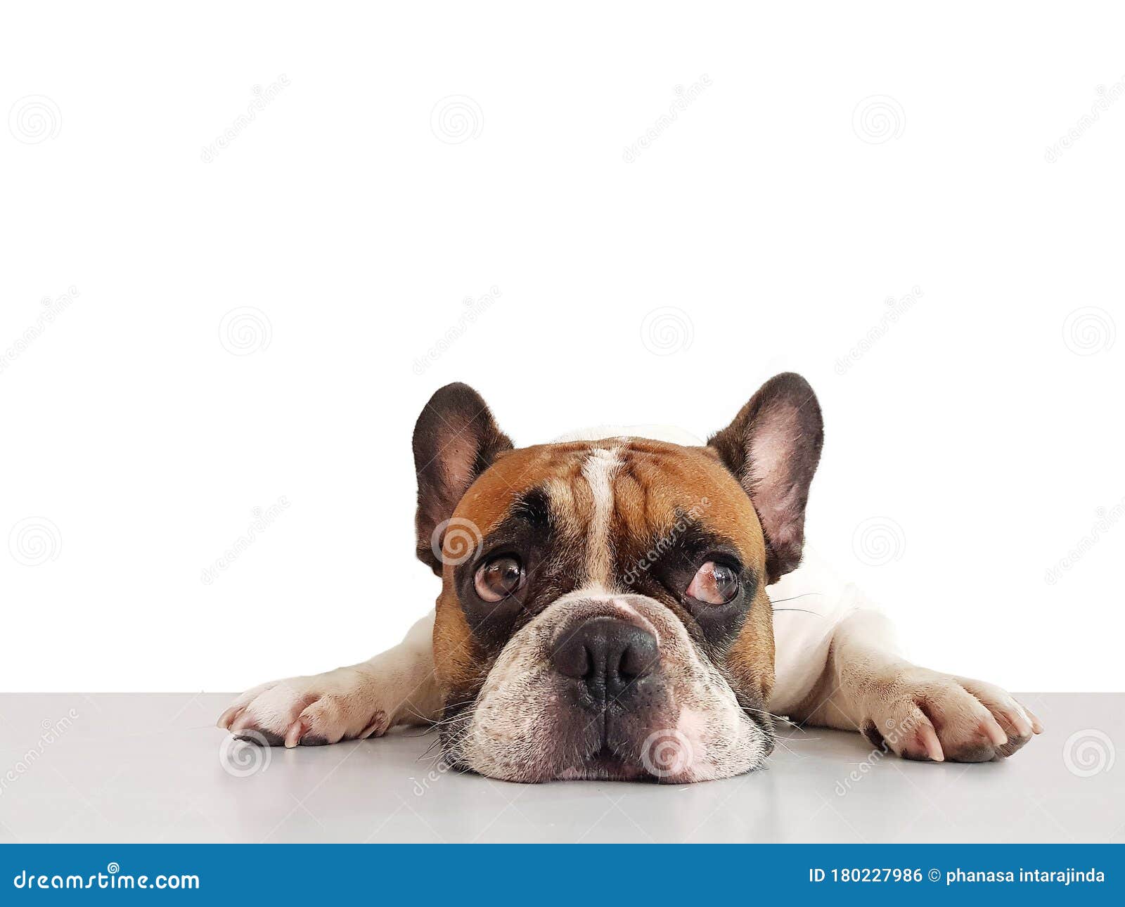 纯白背景 单独躺在地板上的可爱法国斗牛犬库存照片 图片包括有纯白背景 单独躺在地板上的可爱法国斗牛犬