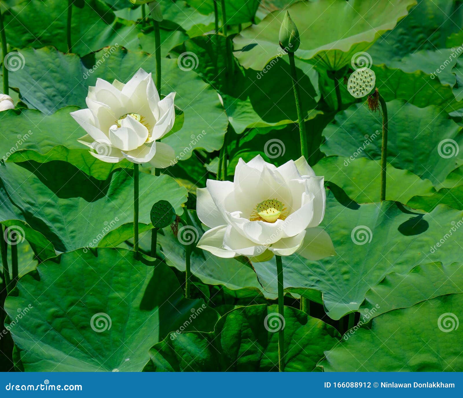 纯白莲花库存照片 图片包括有特写镜头 三角洲 横向 平静 本质 壁橱 关闭 绽放 纯白莲花库存照片 图片包括有特写镜头 三角洲 横向 平静 本质 壁橱 关闭 绽放
