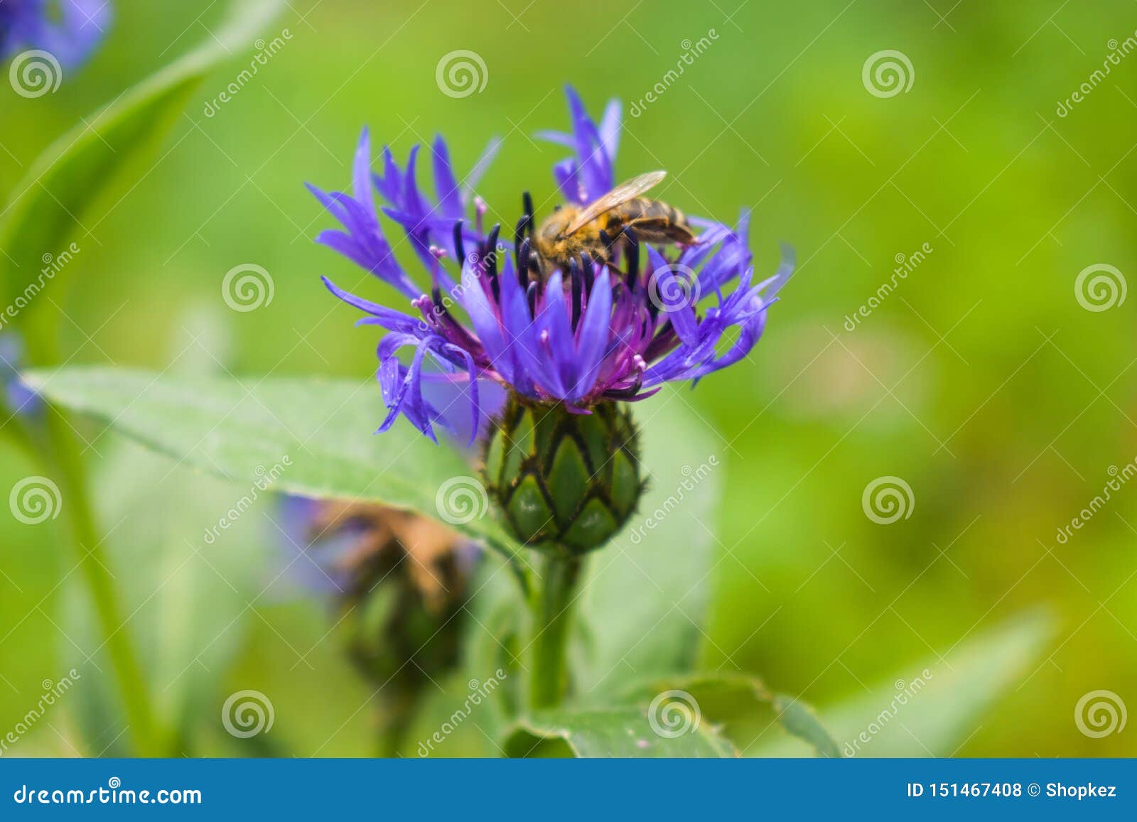 细节收集花蜜或花粉 欧洲或者西部蜂蜜蜂的蜂或蜜蜂特写镜头照片坐蓝色花库存照片 图片包括有 细节收集花蜜或花粉 欧洲或者西部蜂蜜蜂的蜂或蜜蜂特写镜头照片坐蓝色花库存照片 图片包括有