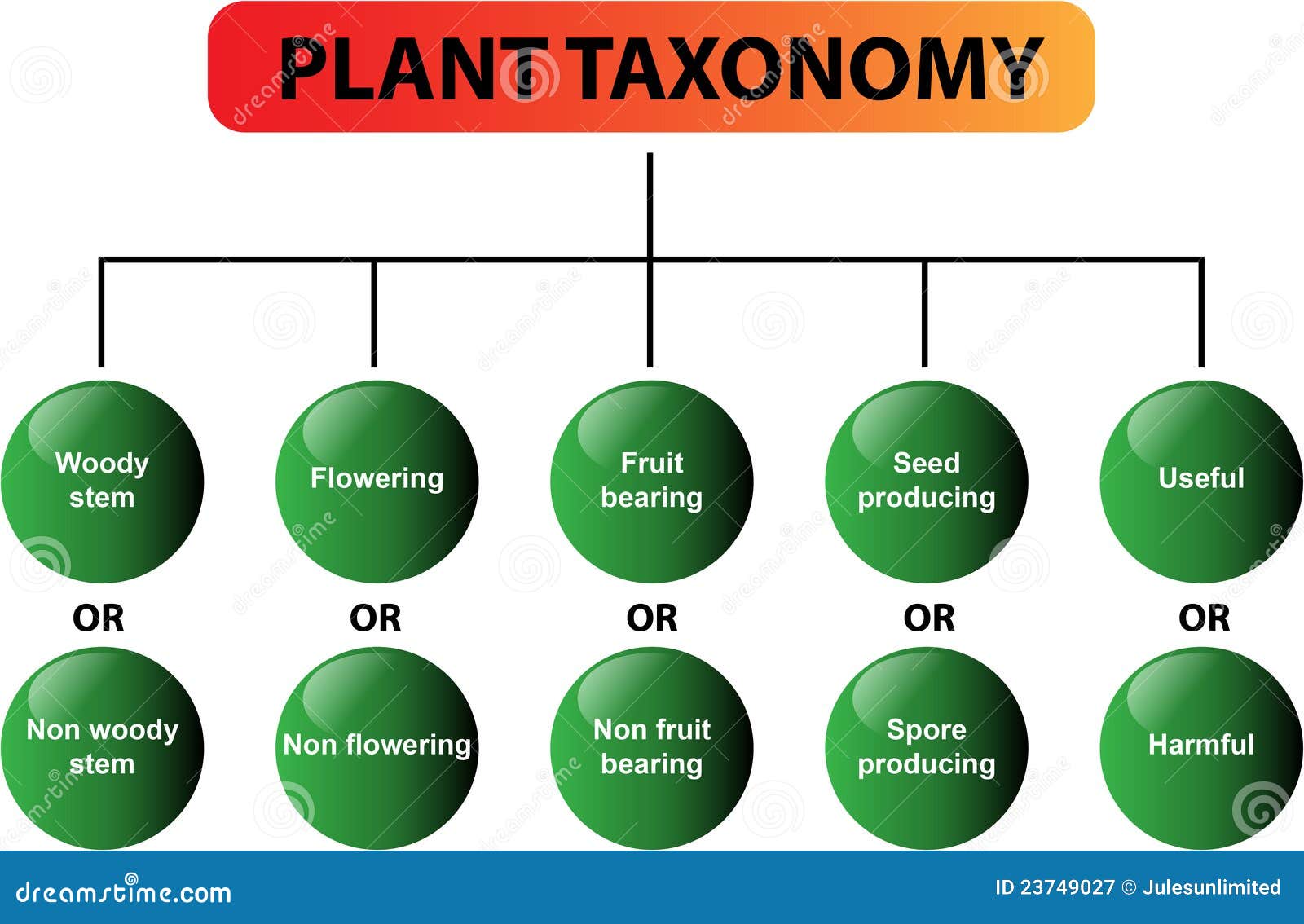 绘制植物分类学向量例证 插画包括有 绘制植物分类学向量例证 插画包括有