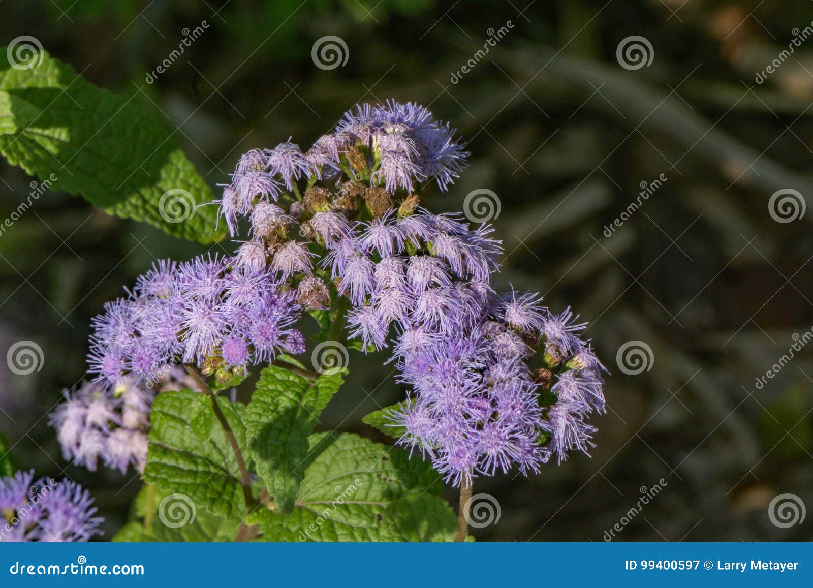 绣花丝绒花 藿香蓟属houstonianum 库存图片 图片包括有 绣花丝绒花 藿香蓟属houstonianum 库存图片 图片包括有
