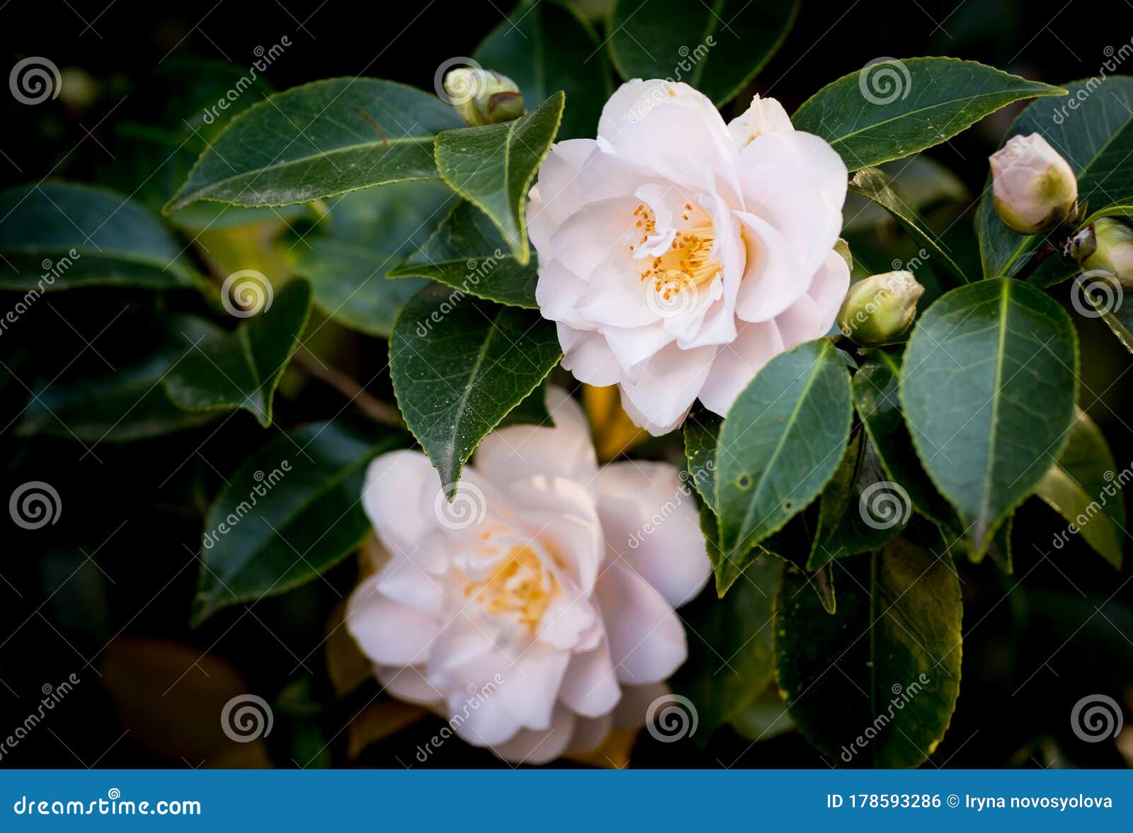 绿丛上两朵白山茶花 特写库存照片 图片包括有开花 花卉 特写镜头 公园 女衬衫 绽放