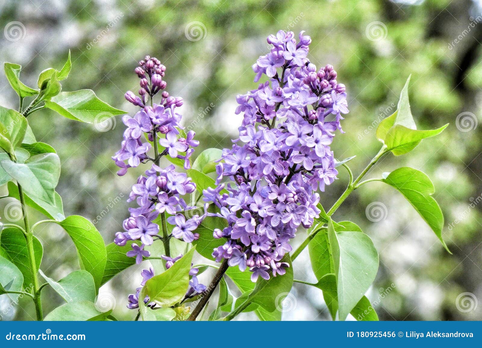 绿叶背景上的美丽紫丁香花自然壁纸库照片库存照片 图片包括有自然壁纸库照片 绿叶背景上的美丽紫丁香花