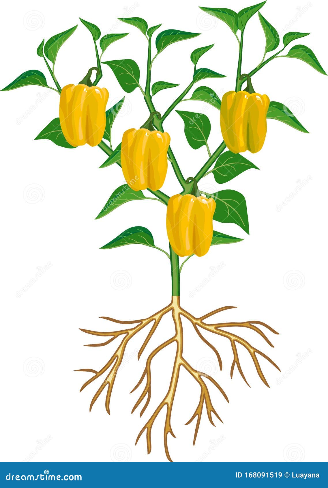 绿叶黄椒辣椒植物植物根系概论向量例证 插画包括有通用 问题的 辣椒粉 果子 响铃 痛苦
