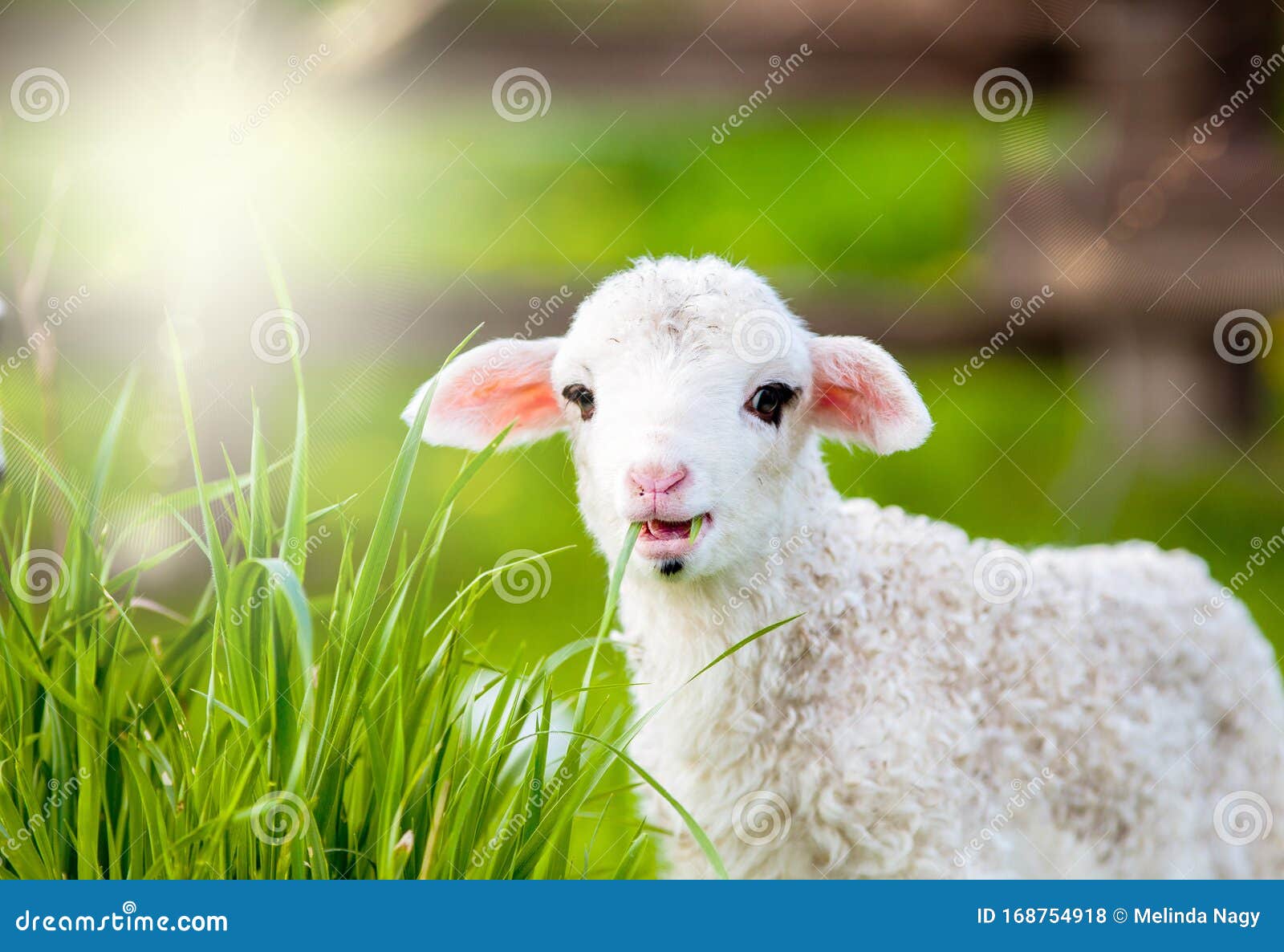 绿春草甸可爱小羊群的画像库存照片 图片包括有生物 字段 关心 没人 无辜 农场 问题的
