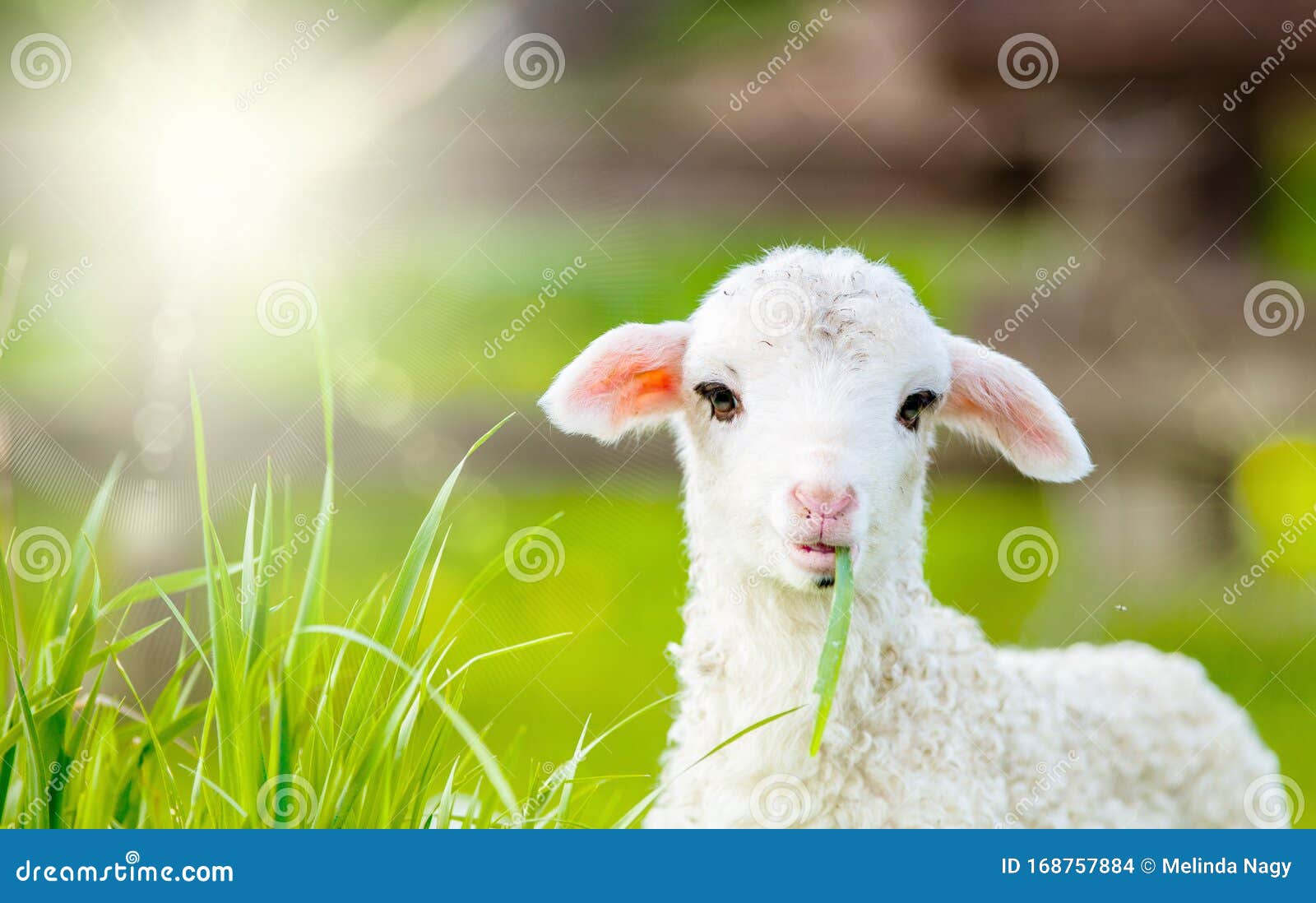 绿春草甸可爱小羊群的画像库存照片 图片包括有农田 没人 问题的 全能 少年 新出生 自然