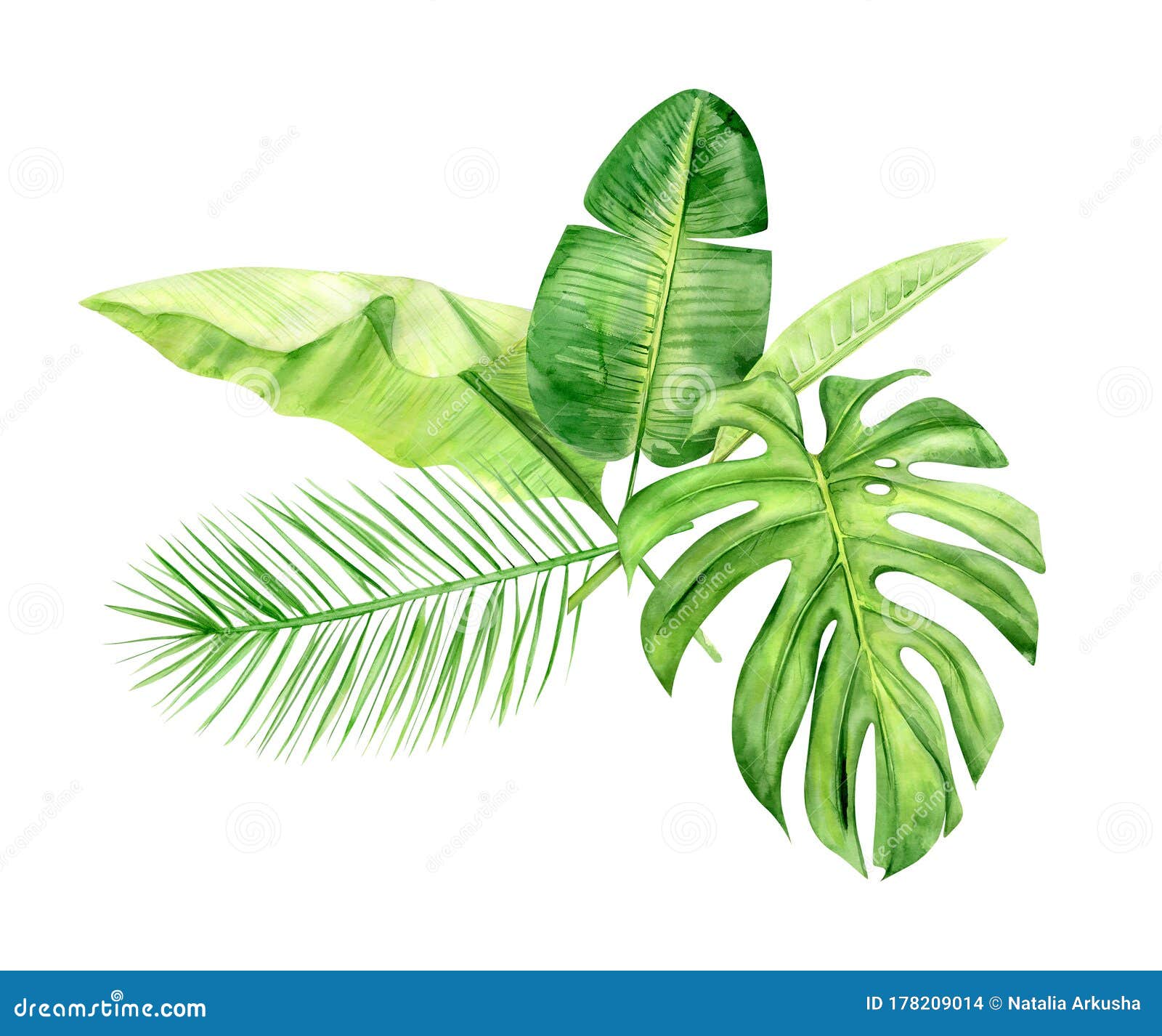 绿棕榈叶花热带植物白色背景中突显的手绘水彩图现实主义库存照片 图片包括有绿棕榈叶花 现实主义 绿棕榈叶花热带植物白色背景中突显的手绘水彩图现实主义库存照片 图片包括有绿棕榈叶花 现实主义