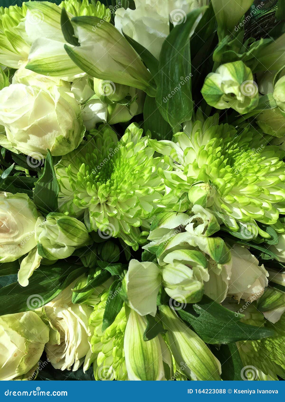 绿白相间的花束美丽的鲜花背景绿菊花白莲库存照片 图片包括有颜色 宏指令 高雅 叶子 花卉 绿白相间的花束美丽的鲜花背景绿菊花白莲库存照片 图片包括有颜色 宏指令 高雅 叶子 花卉