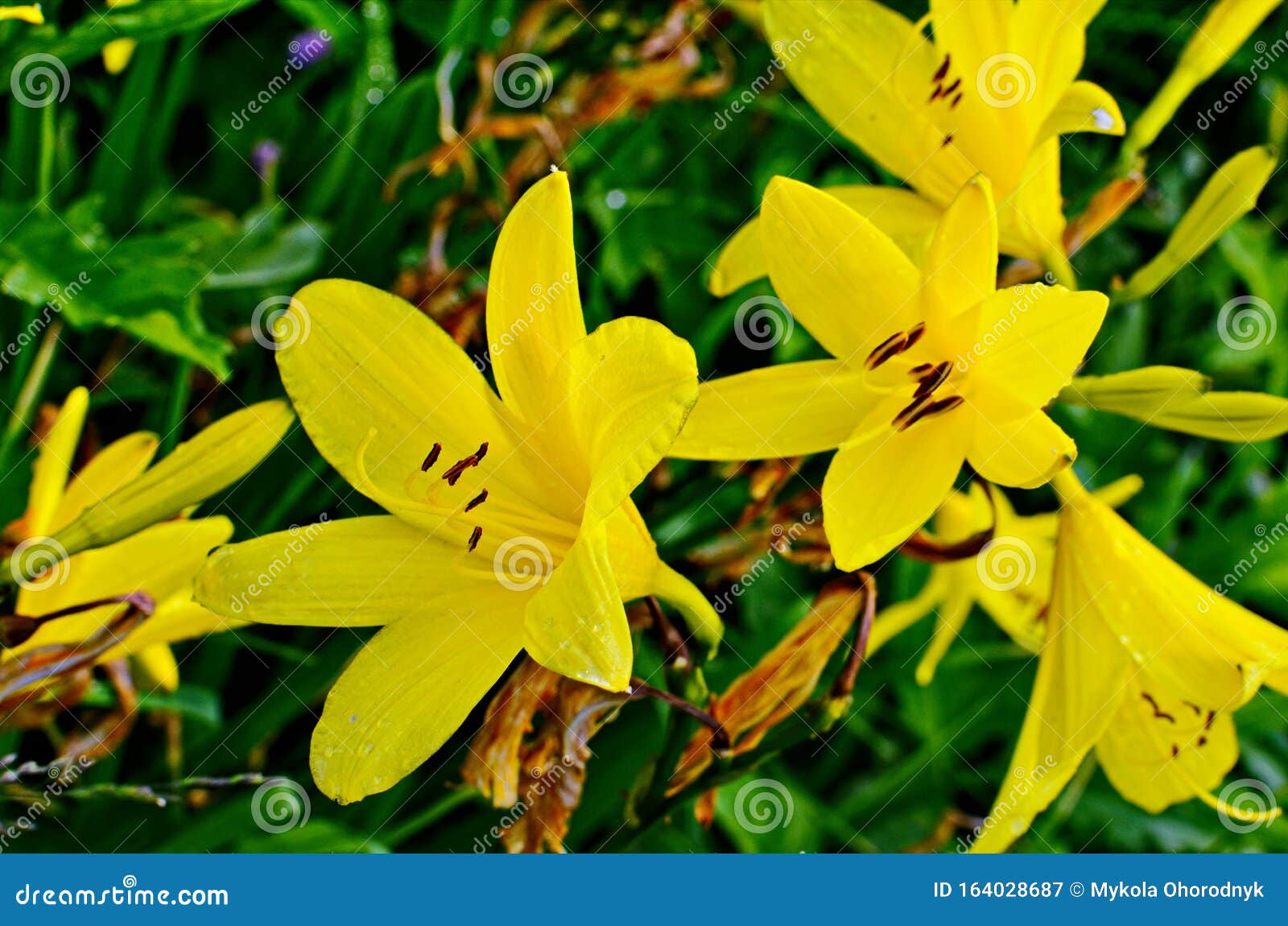 绿百合叶背景中的黄百合花库存图片 图片包括有题头 印加人 植物群 装饰 庭院 黄色 背包