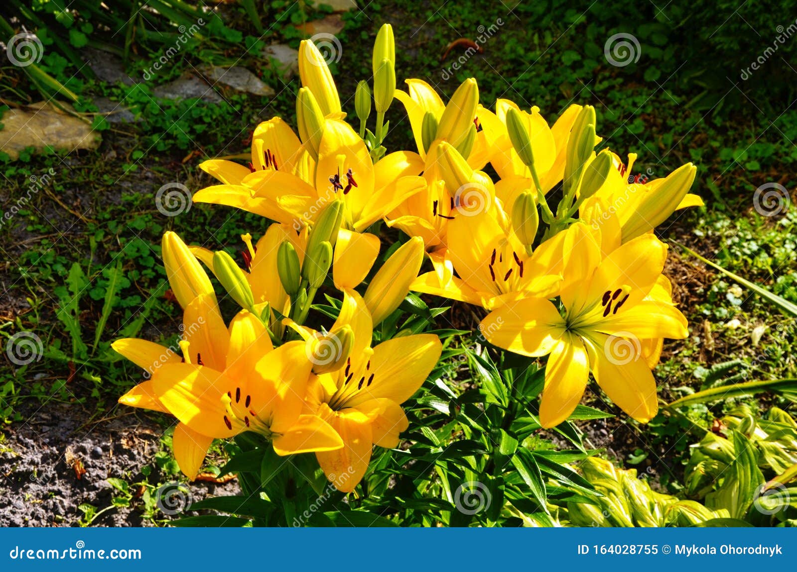绿百合叶背景中的黄百合花库存图片 图片包括有横向 花瓣 植物群 黄色 题头 一堆 自然