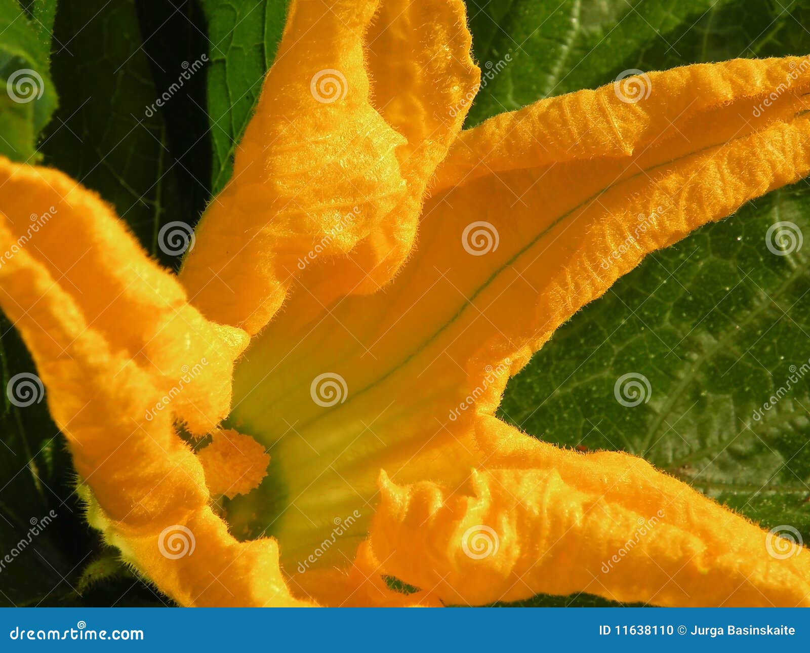 绿皮胡瓜花夏南瓜库存照片 图片包括有问题的 开花的 黄色 食物 背包 蔬菜 叶子 绽放