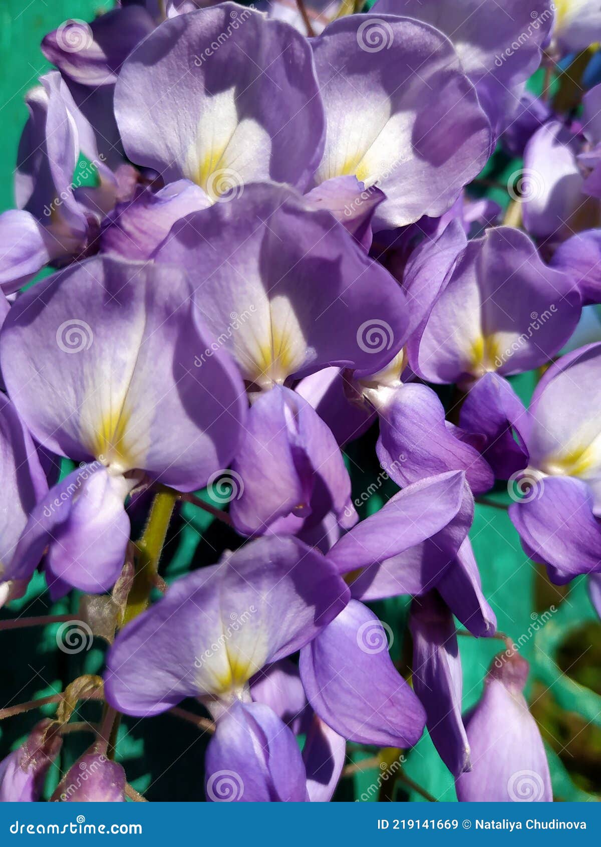 绿篱背景下特写的紫藤花库存图片 图片包括有野花 背包 蓝色 纹理 夏天 工厂 宏指令 绿篱背景下特写的紫藤花库存图片 图片包括有野花 背包 蓝色 纹理 夏天 工厂 宏指令