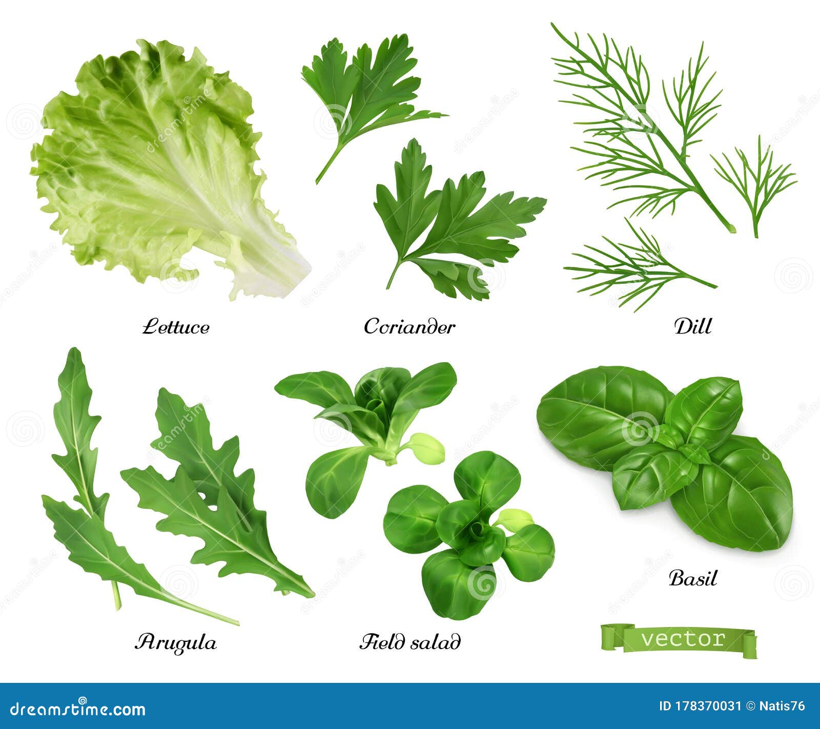 绿色和香料逼真矢量集莴苣 香菜叶 小茴香 芝麻菜 野菜沙拉和罗勒食品插图向量例证 插画包括有阿诺德 自然