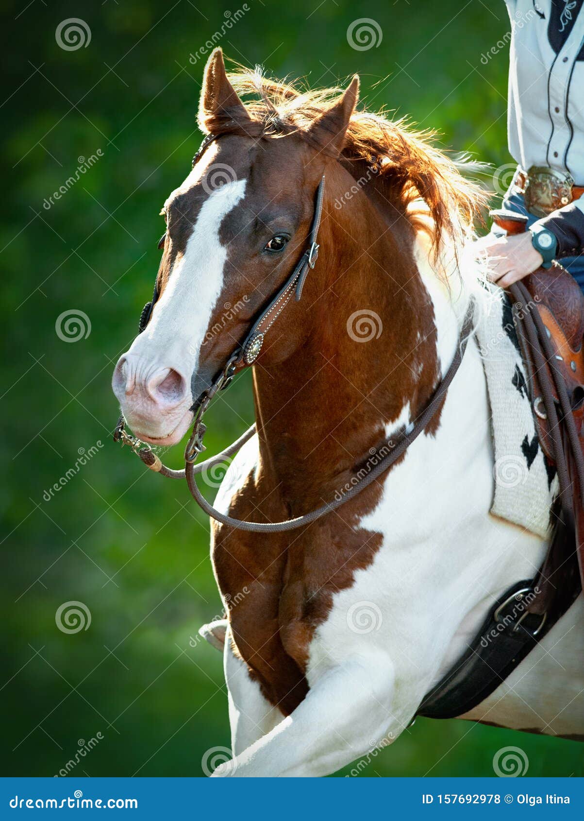 绿色夏日背景中的美国绘马画像库存照片 图片包括有移动 蹄形 纵向 马背 当地 夏天 骑马