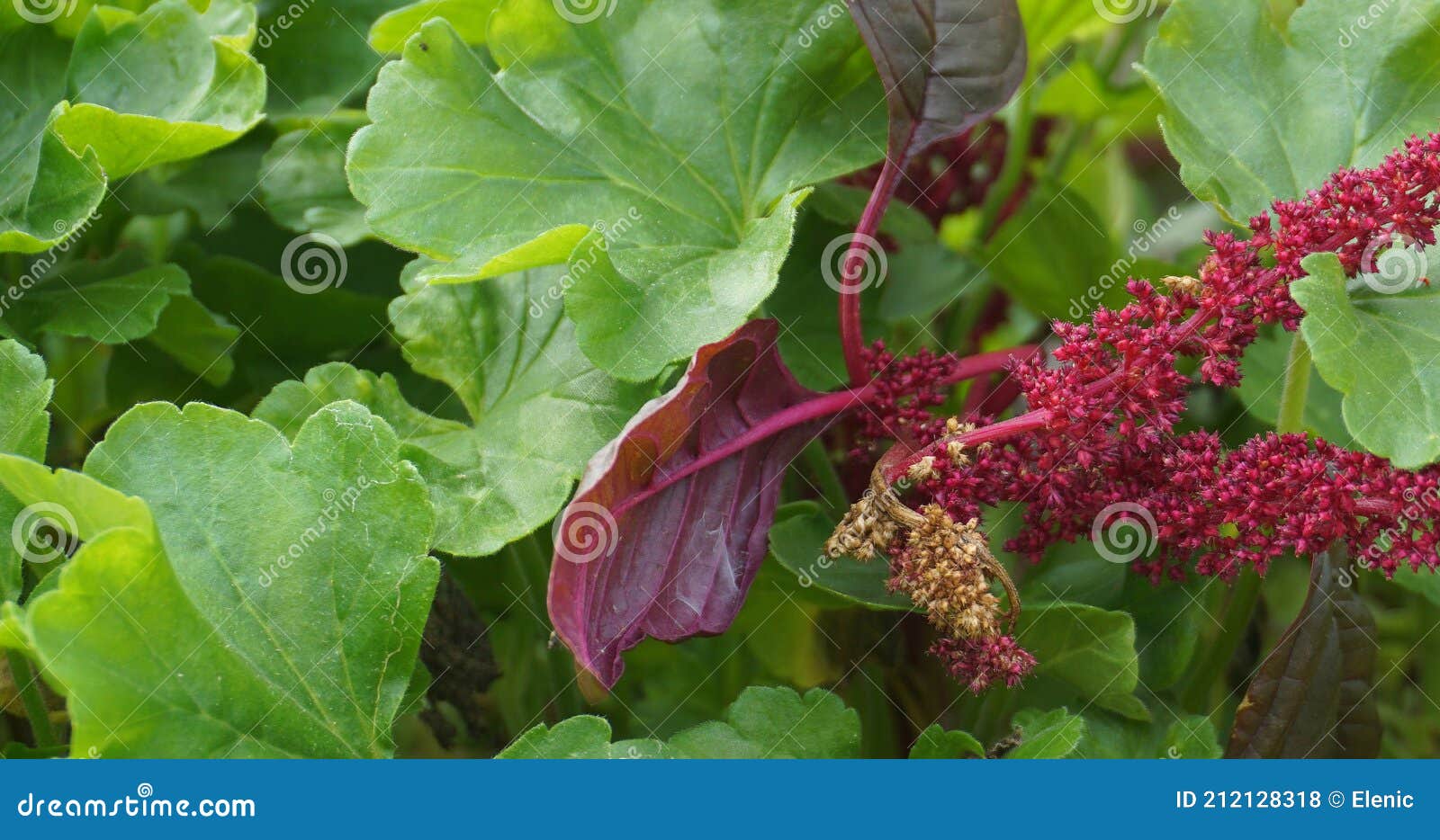 绿色植物背景中鲜艳的苋菜花特写 库存照片 图片包括有新鲜 绿色 关闭 五颜六色 绽放 年度 绿色植物背景中鲜艳的苋菜花特写 库存照片 图片包括有新鲜 绿色 关闭 五颜六色 绽放 年度