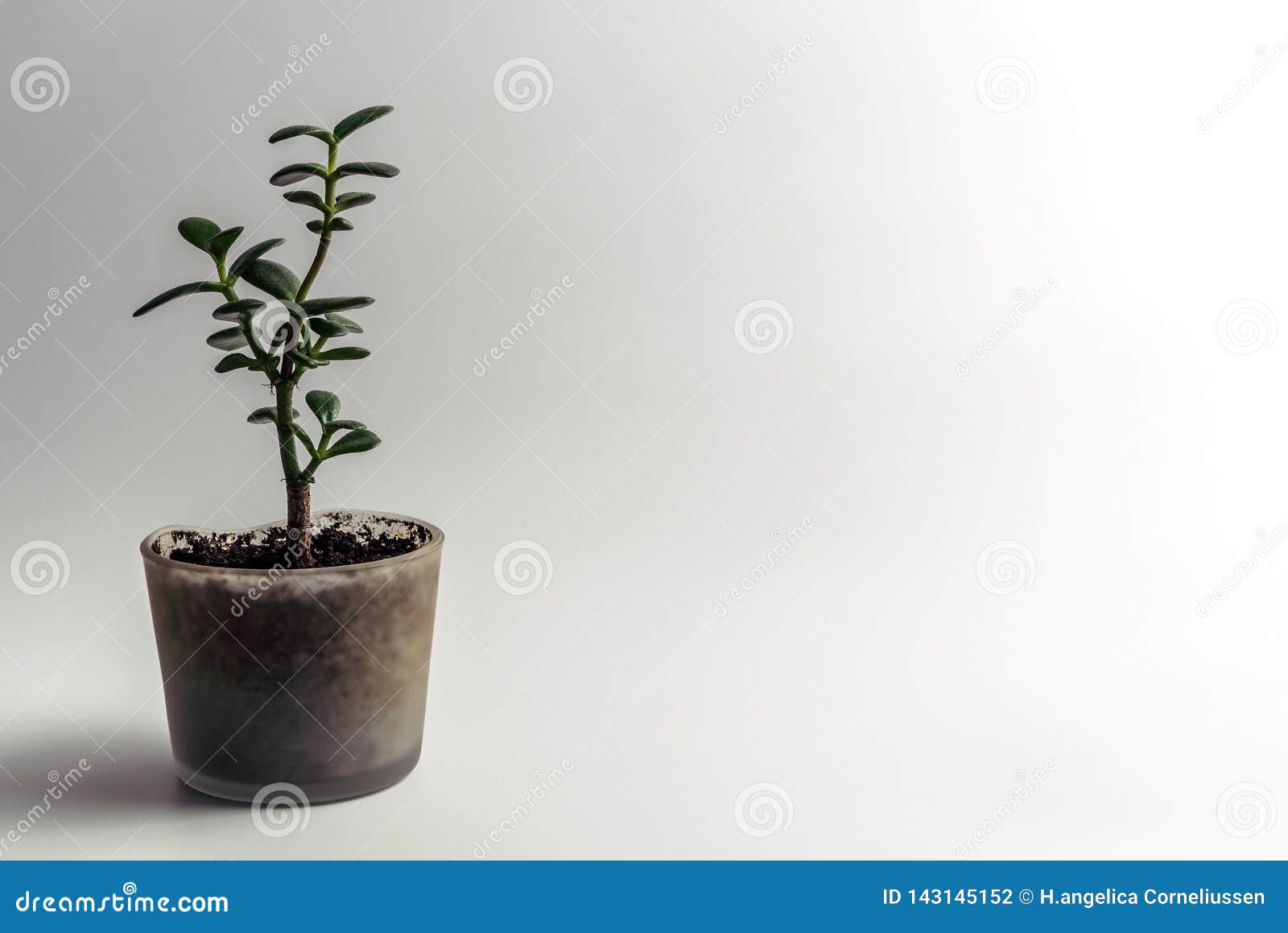 绿色玉厂 景天树ovata室内植物 风水金钱树多汁植物盆在一张现代玻璃花盆库存照片 图片包括有 绿色玉厂 景天树ovata室内植物 风水金钱树多汁植物盆在一张现代玻璃花盆库存照片 图片包括有