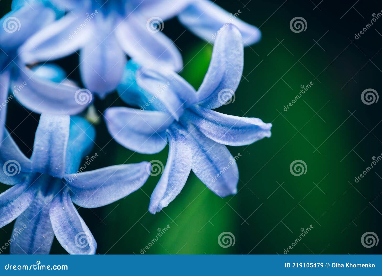 绿色背景上美丽蓝青色水葫芦花的特写大观 库存图片 图片包括有背包 五颜六色 本质 春天 季节性