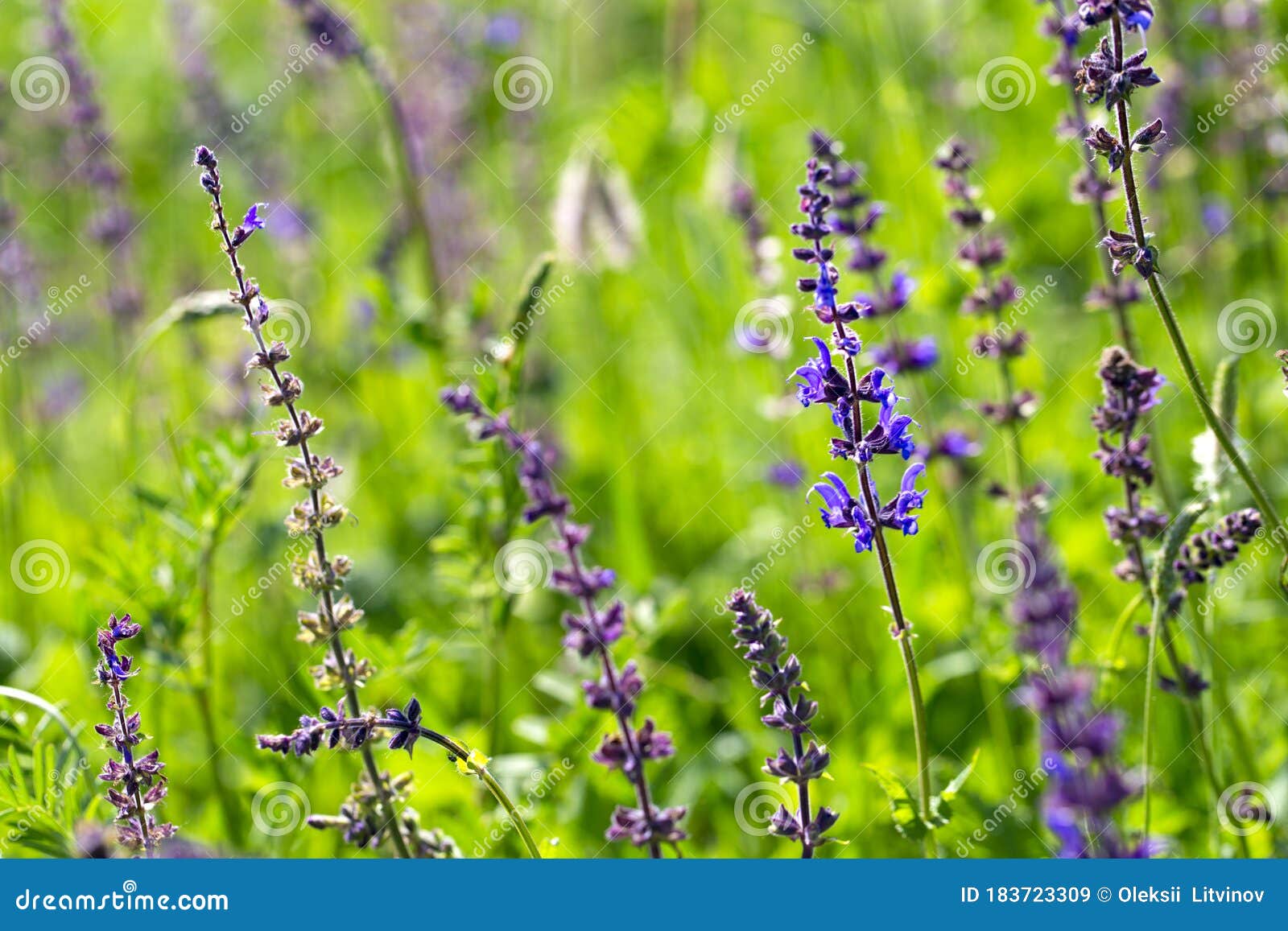 绿色背景中的紫色野花草甸上的花夏绿草甸库存图片 图片包括有绽放 横向 风景 野花 背包 绿色背景中的紫色野花草甸上的花夏绿草甸库存图片 图片包括有绽放 横向 风景 野花 背包