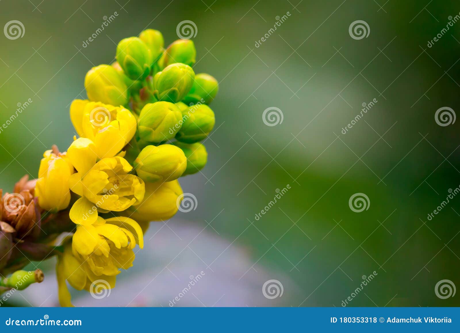 绿色背景中红桃树黄花的宏观拍摄花卉夏春背景 复制空间库存照片 图片包括有庭院 雄芯花蕊 绿色背景中红桃树黄花的宏观拍摄花卉夏春背景 复制空间库存照片 图片包括有庭院 雄芯花蕊