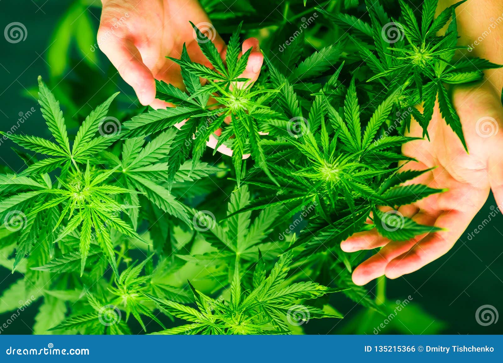 绿色背景大麻花生长室内耕种大麻植物关闭种植杂草库存照片 图片包括有