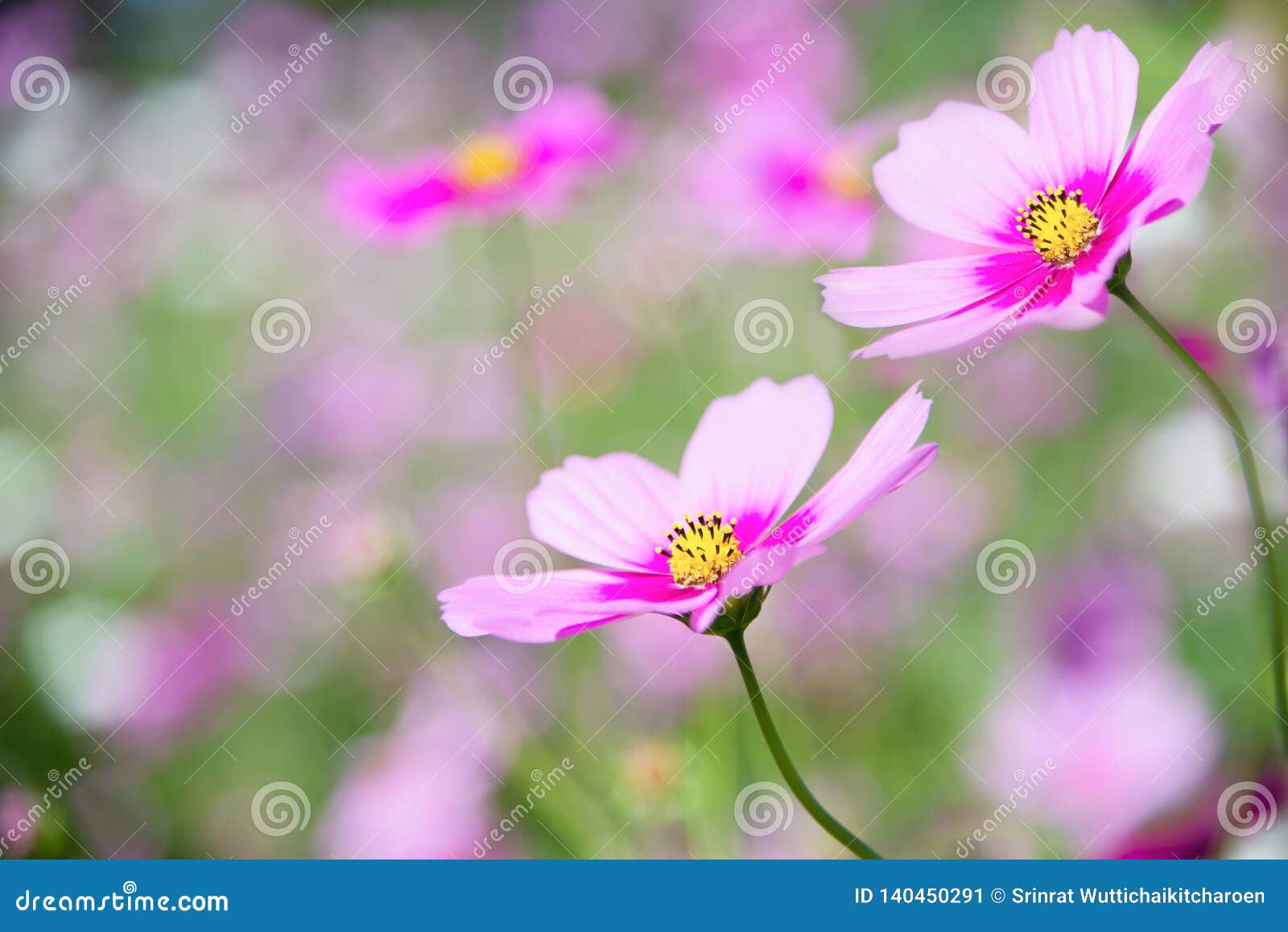 绿色花园背景中美丽的春紫色宇宙花库存图片 图片包括有本质 乡下 季节 可爱 开花的 背包 绿色花园背景中美丽的春紫色宇宙花库存图片 图片包括有本质 乡下 季节 可爱 开花的 背包