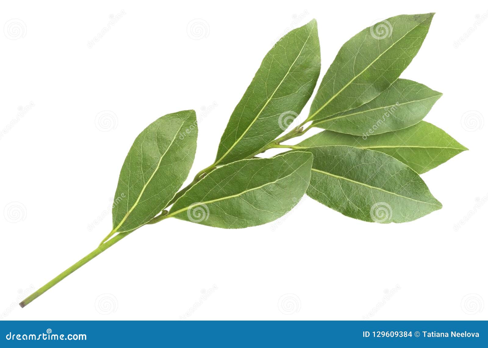 绿色芳香月桂叶分支照片 隔绝在白色月桂树枝杈月桂树eco烹调法事务的海湾收获照片antio 库存照片 图片包括有生活 烹饪 绿色芳香月桂叶分支照片 隔绝在白色月桂树枝杈月桂树eco烹调法事务的海湾收获照片antio 库存照片 图片包括有生活 烹饪
