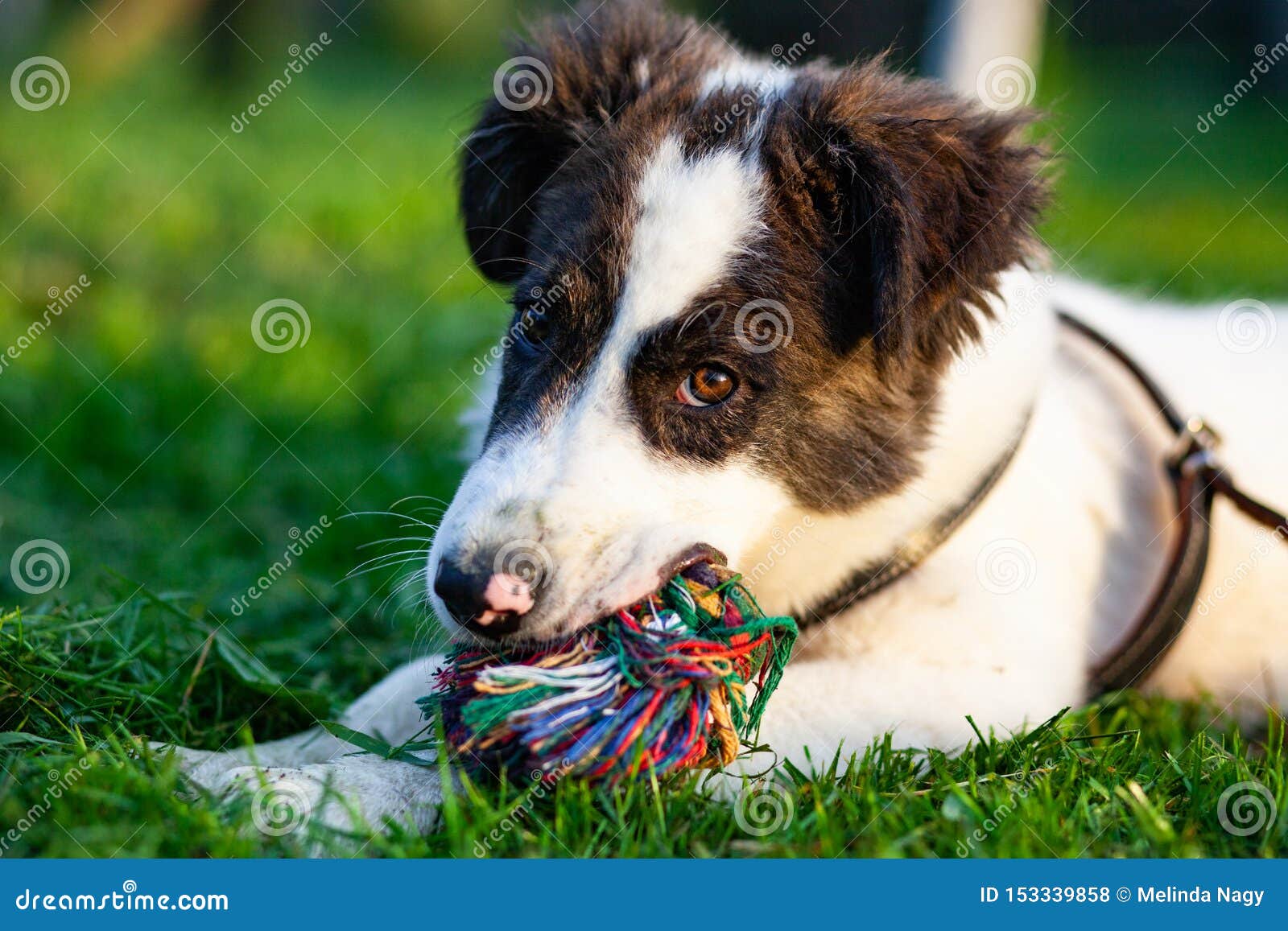 绿草地上的可爱牧羊犬 准备去买一只快乐的健康宠物库存照片 图片包括有 绿草地上的可爱牧羊犬 准备去买一只快乐的健康宠物库存照片 图片包括有