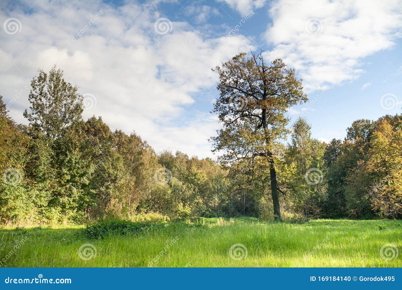 绿草绿林的夏日风景艳阳蓝天多云背景库存照片 图片包括有绿草绿林的夏日风景艳阳蓝天多云背景