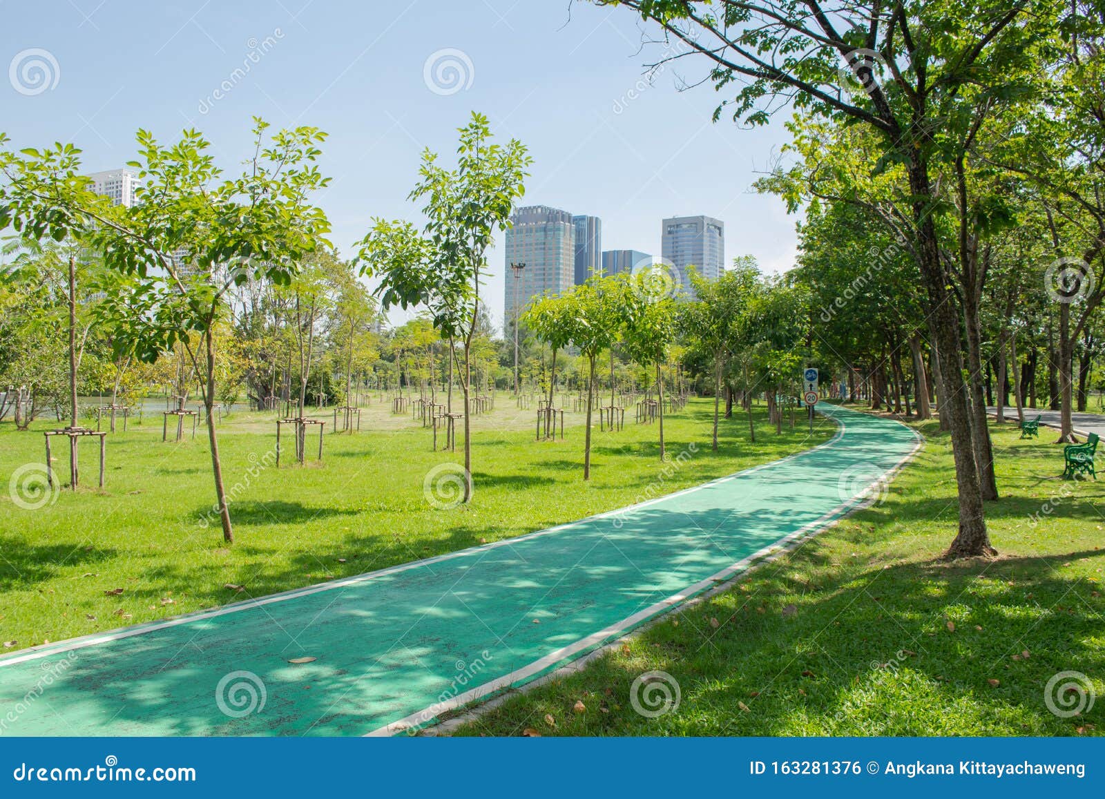 绿草草地与城市建筑背景公园树木并排自行车道库存照片 图片包括有