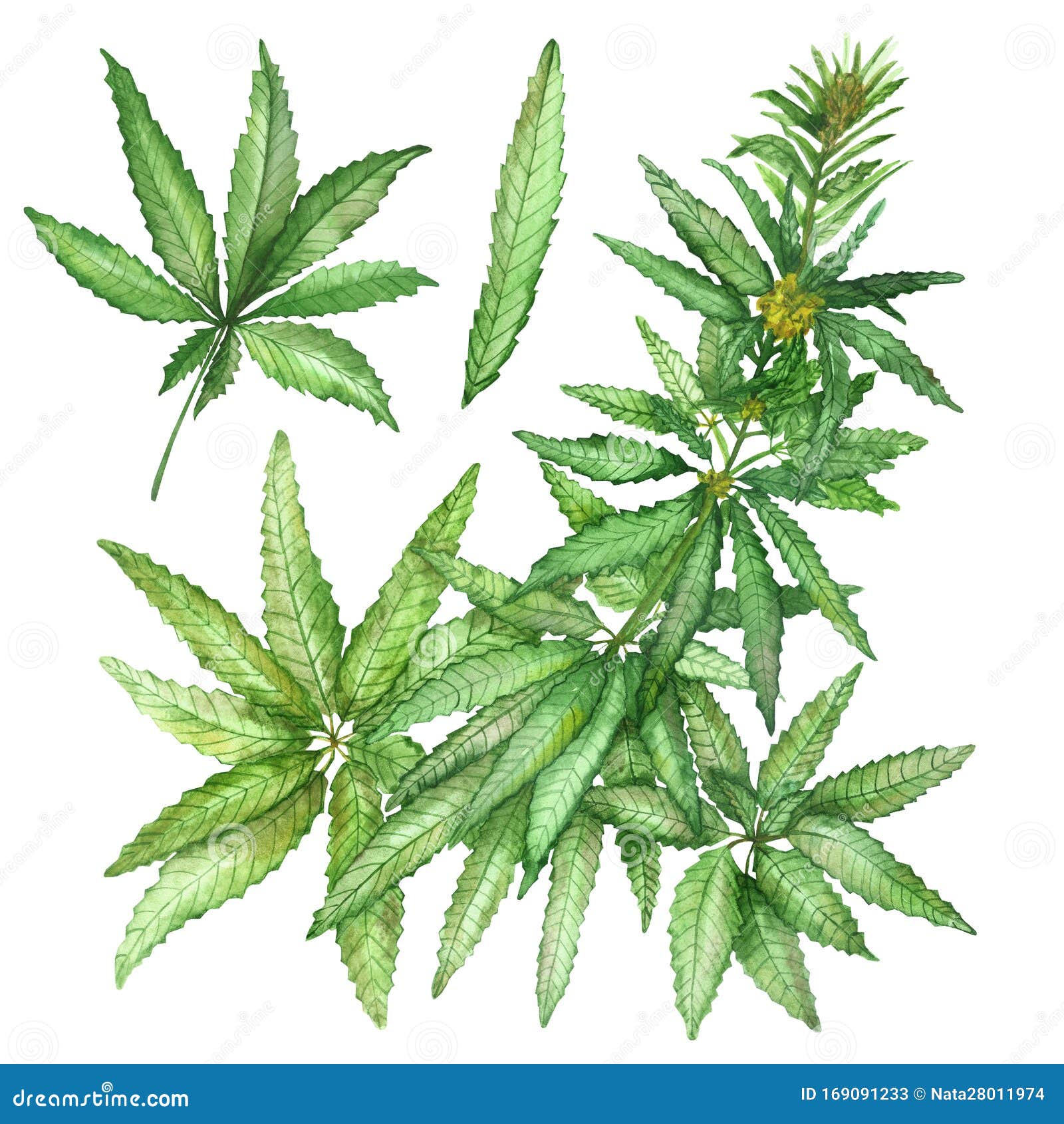 绿麻大麻草植物叶 枝 花水彩手绘自然采集库存例证 插画包括有自然 例证 药物 查出 玻色子