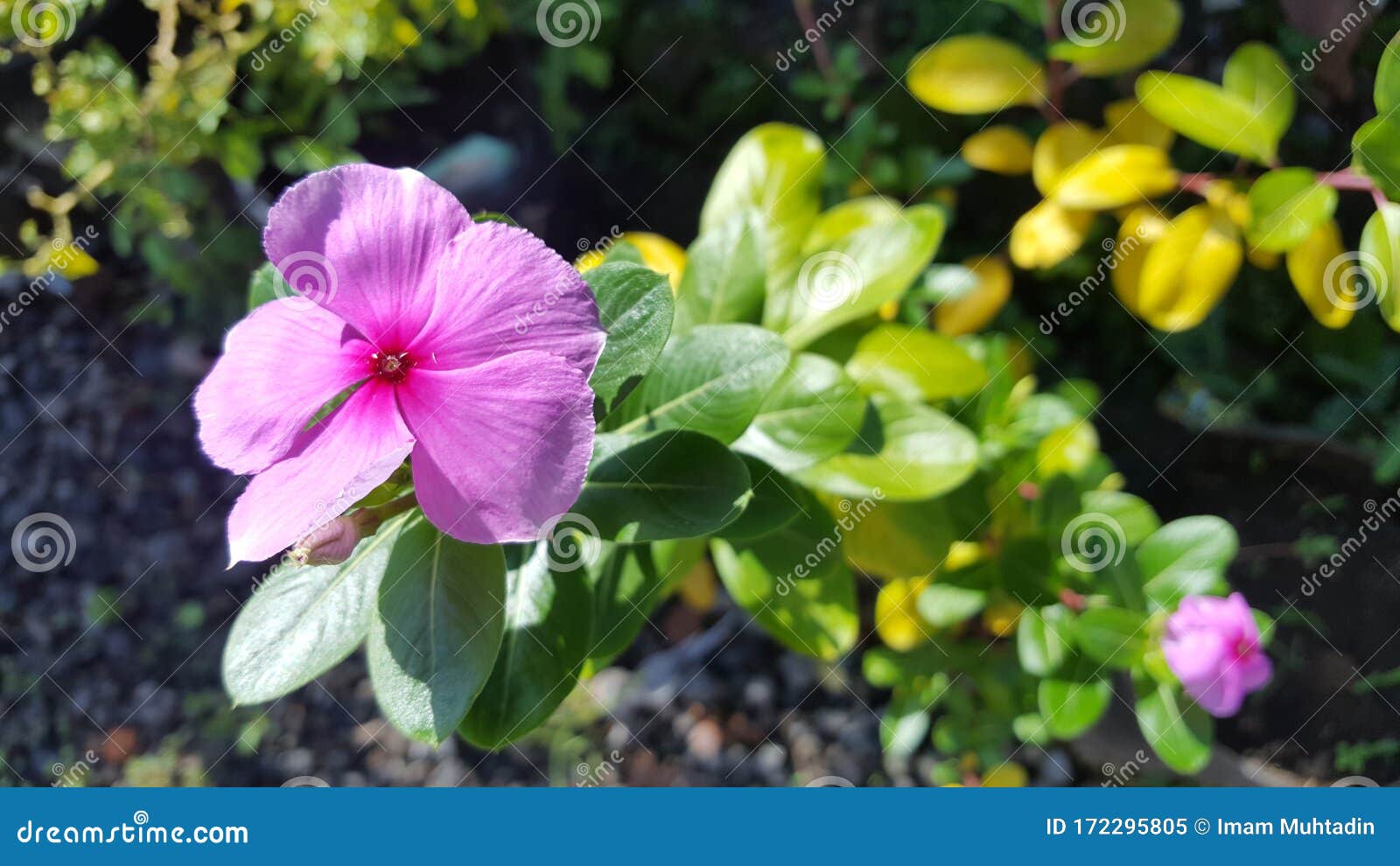 罗布麻科开花植物属库存图片 图片包括有西北 庭院 自然 绽放 背包 系列 特写镜头