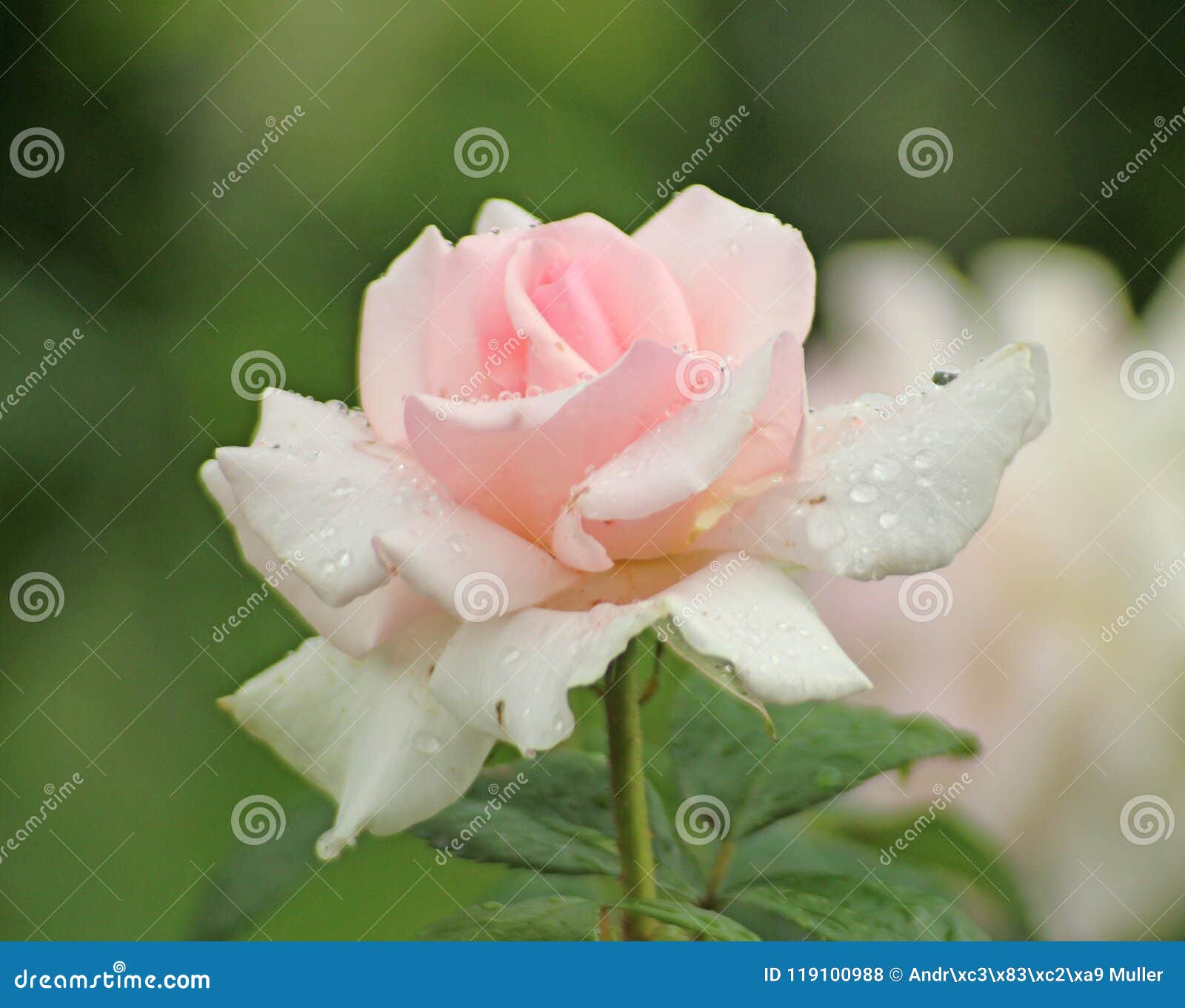 罗斯类型在从一个蔷薇花坛的特写镜头授予white Shade苍白在博斯科普有雨下落的荷兰库存照片 图片包括有