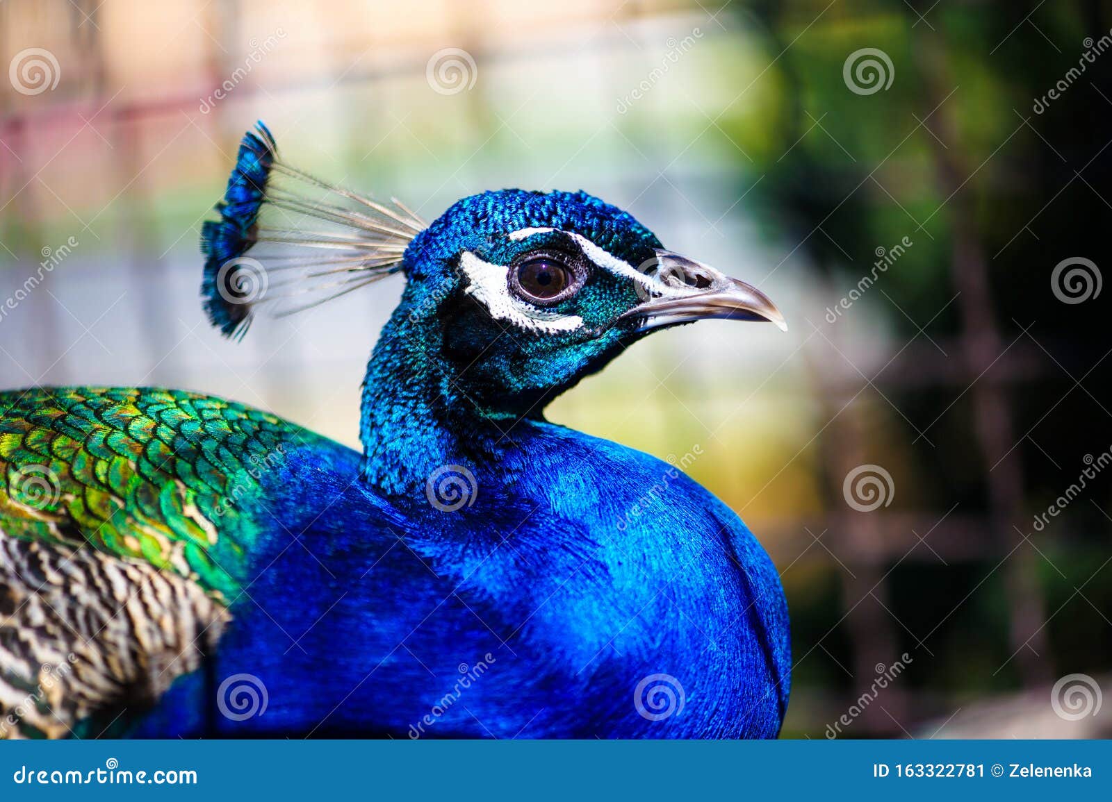 美丽孔雀画像库存图片 图片包括有纵向 背包 尾标 本质 题头 敌意 五颜六色 孔雀