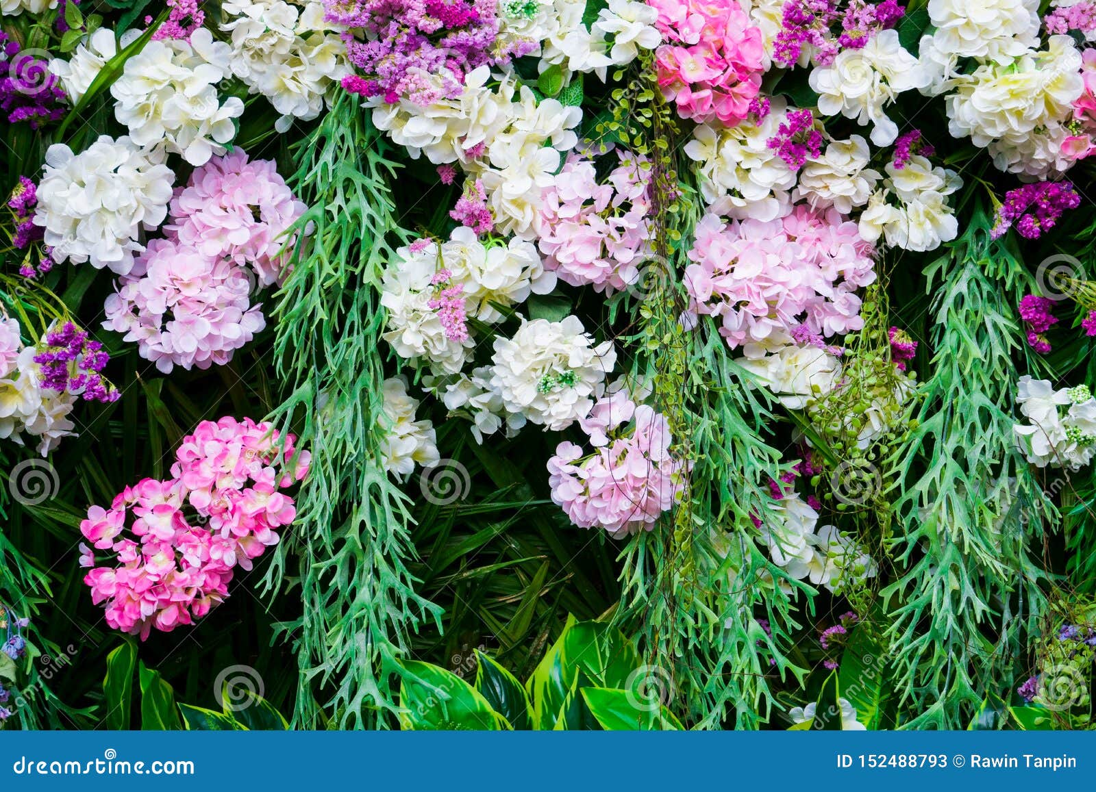 美丽的八仙花属花墙壁以花品种库存图片 图片包括有 美丽的八仙花属花墙壁以花品种库存图片 图片包括有