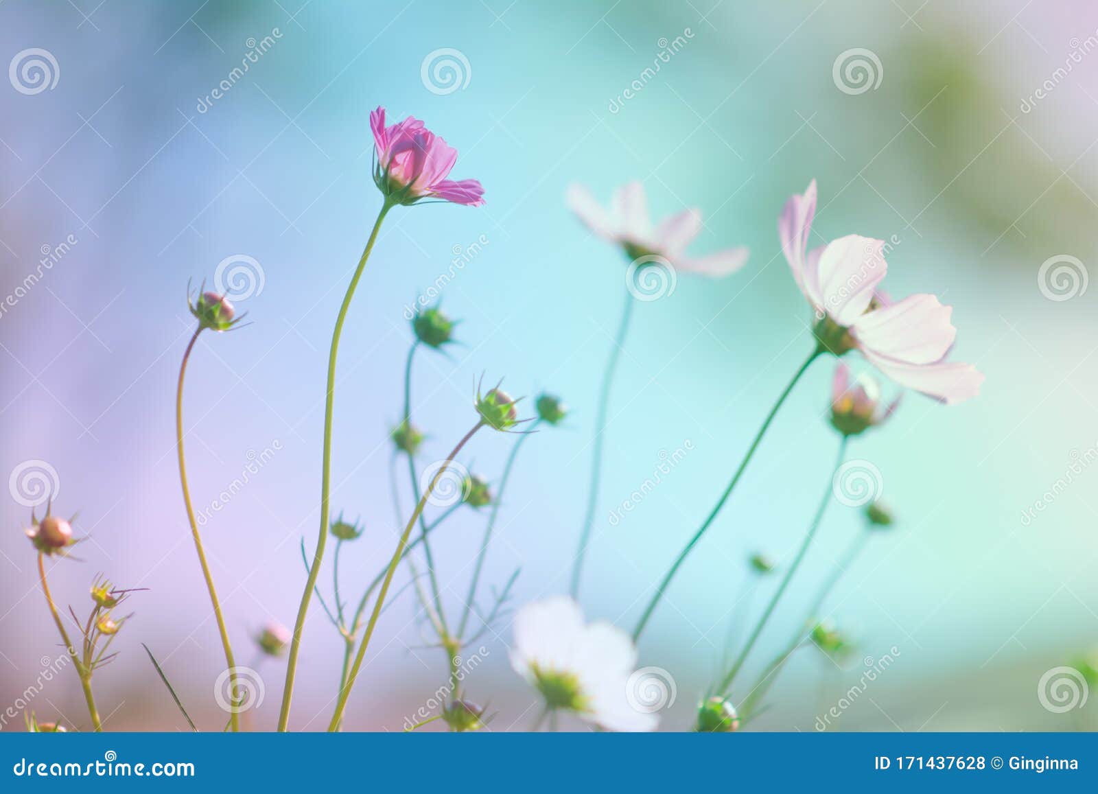 美丽的宇宙花与柔和的背景库存照片 图片包括有花瓣 淡色 设计 波斯菊 浪漫 季节 玻色子 美丽的宇宙花与柔和的背景库存照片 图片包括有花瓣 淡色 设计 波斯菊 浪漫 季节 玻色子