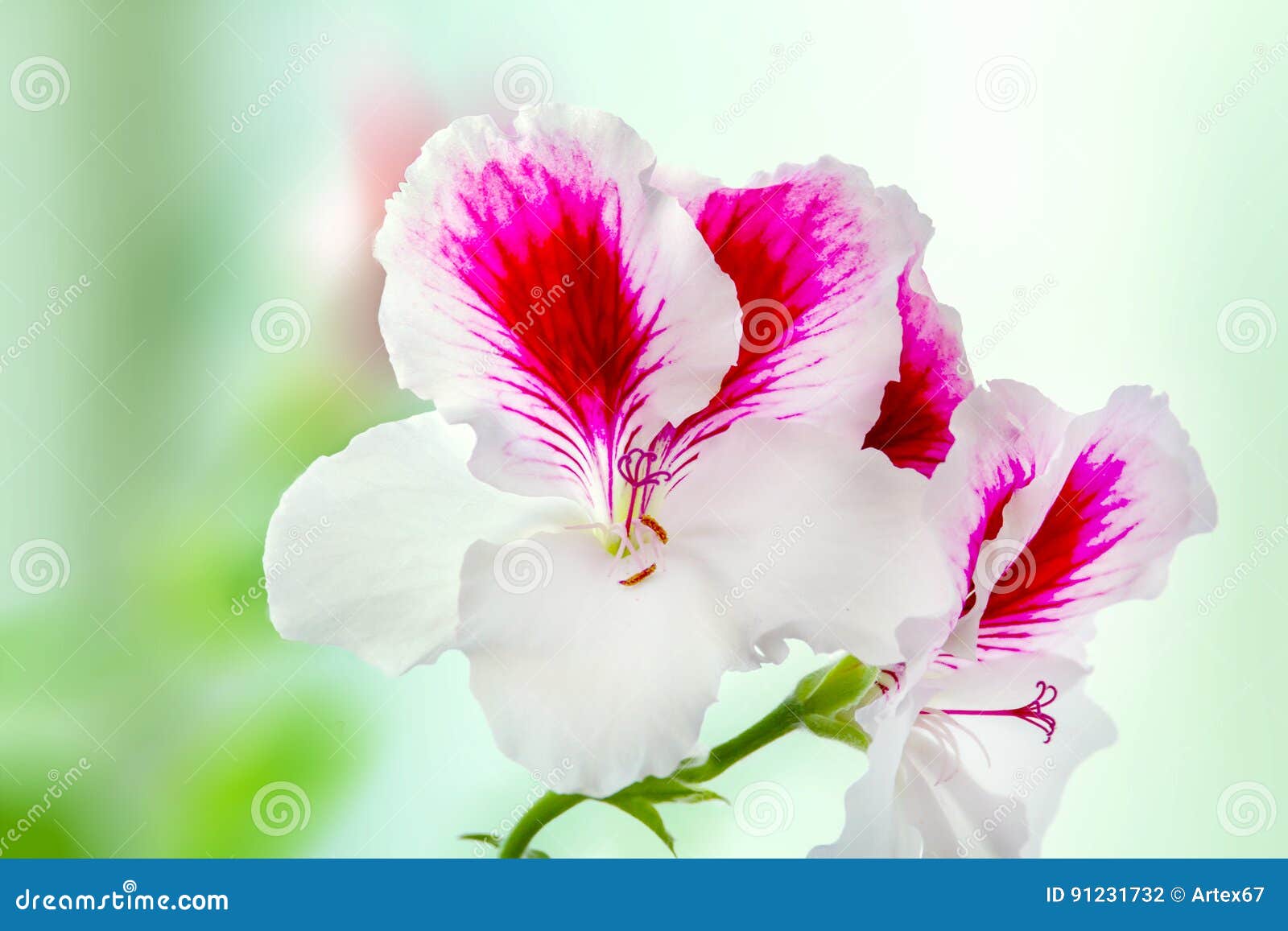 美丽的室内植物天竺葵开了花白紫色花库存照片 图片包括有美丽的室内植物天竺葵开了花白紫色花