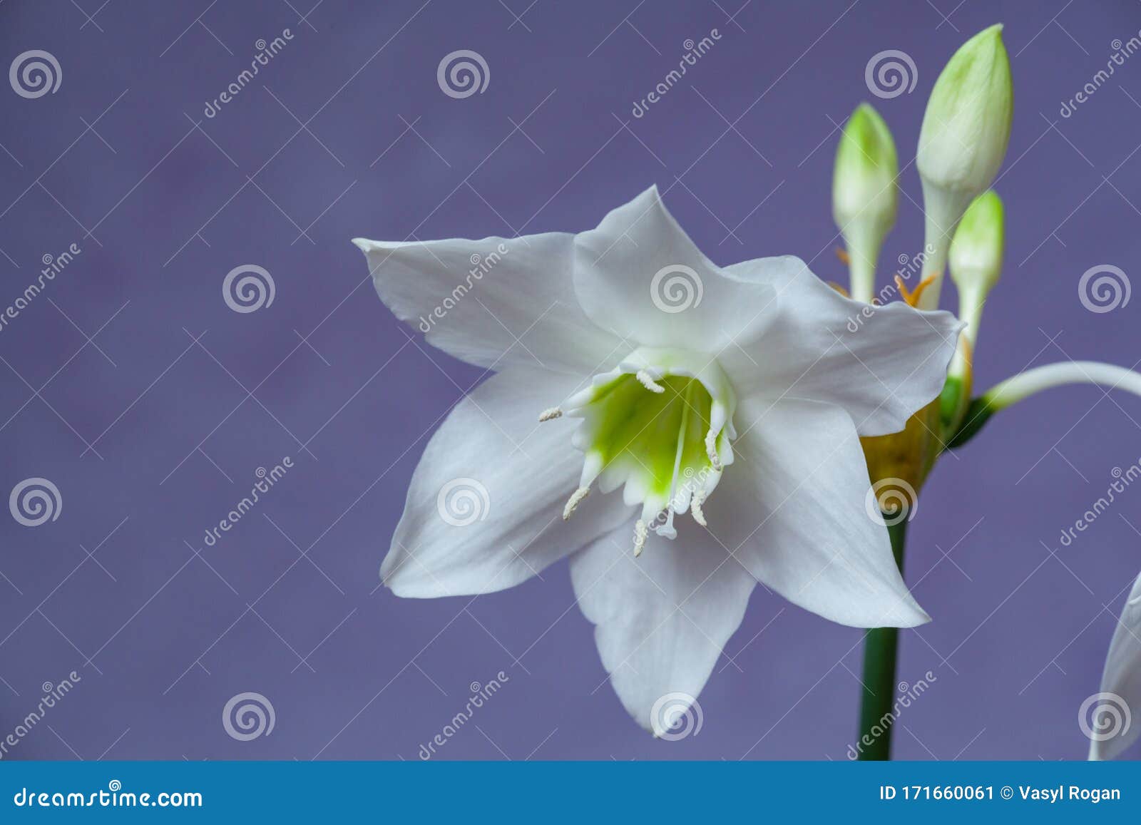 美丽的尤恰里斯 英文名亚马逊百合 蓝色背景下的花朵特写库存图片 图片包括有生活 礼品