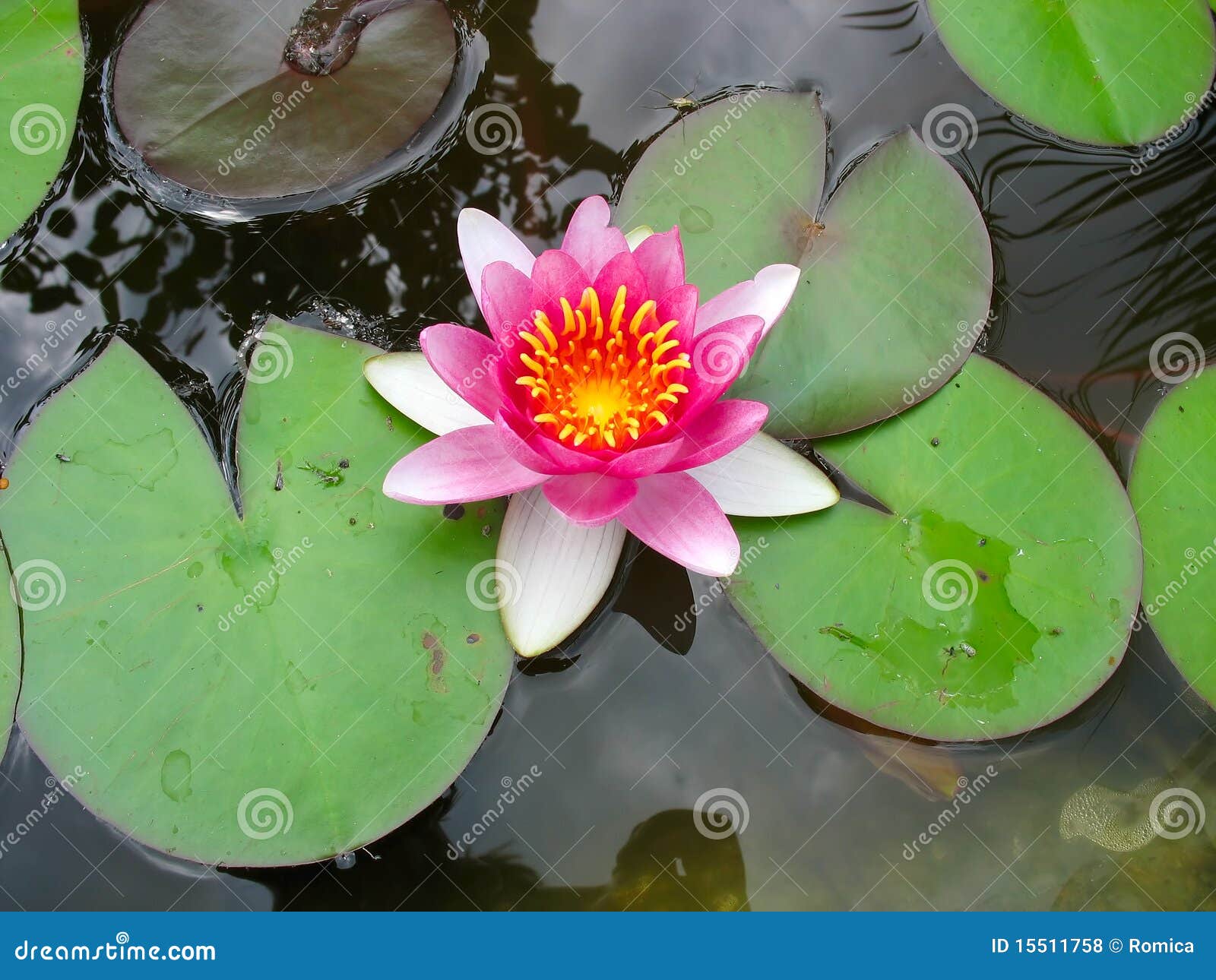 美丽的开花的花百合莲花粉红色水库存照片 图片包括有莲花 花卉 百合 工厂 详细资料 紫色