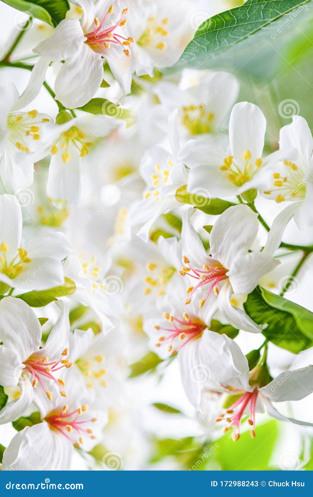 美丽的桐花背景图案 春花白桐花库存图片 图片包括有开花的 聚会所 材料 新鲜 背包 收集 美丽的桐花背景图案 春花白桐花库存图片 图片包括有开花的 聚会所 材料 新鲜 背包 收集