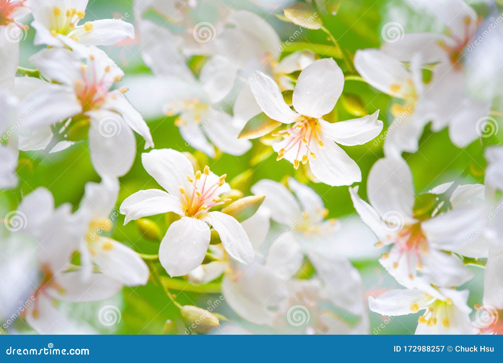 美丽的桐花背景图案 春花白桐花库存图片 图片包括有群落 典雅 密集 花卉 庭院 设计 美丽的桐花背景图案 春花白桐花库存图片 图片包括有群落 典雅 密集 花卉 庭院 设计