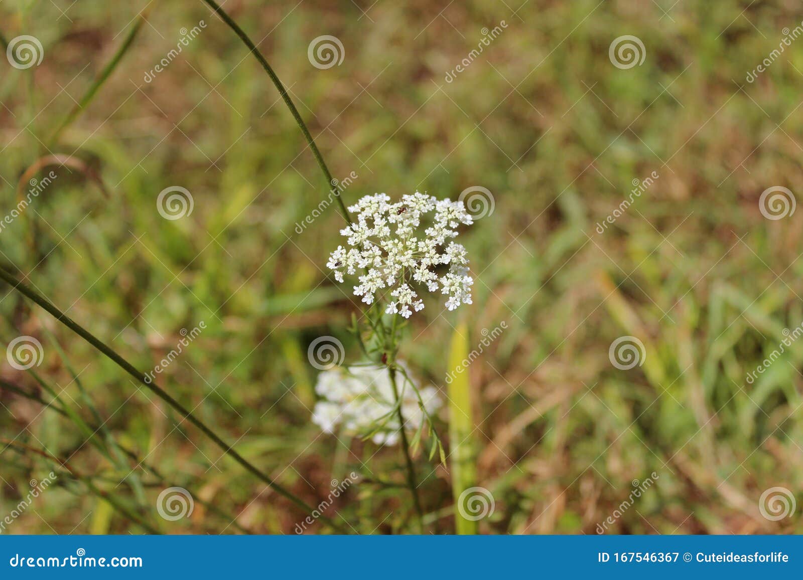 美丽的田花西尔法丝花 Blossom Anthriscus Sylvestris 称为牛芹 野番茄 野生中草芹或凯克库存图片 图片包括有人们 开花 美丽的田花西尔法丝花 Blossom Anthriscus Sylvestris 称为牛芹 野番茄 野生中草芹或凯克库存图片 图片包括有人们 开花