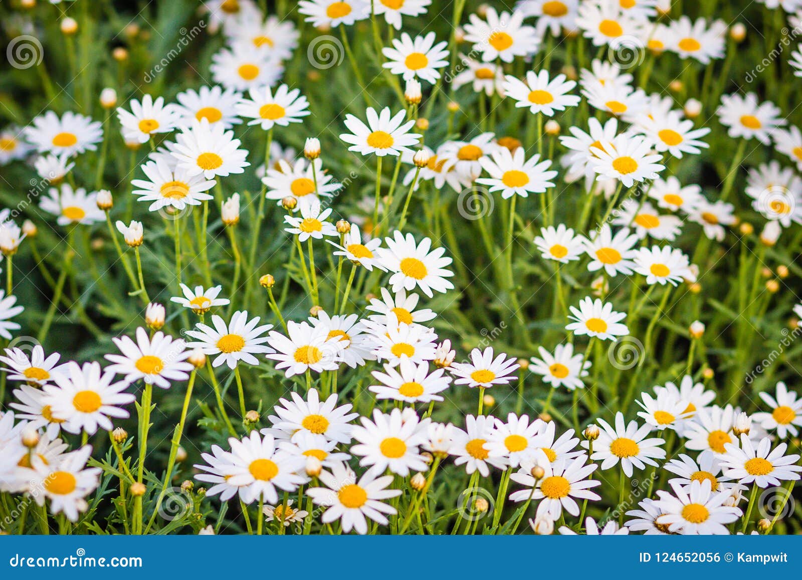 美丽的白色春白菊在花圃开花 Leucanthemum Vulgare Leucanthemum Vulgare 春白菊或者春白菊 库存照片 图片包括有 美丽的白色春白菊在花圃开花 Leucanthemum Vulgare Leucanthemum Vulgare 春白菊或者春白菊 库存照片 图片包括有