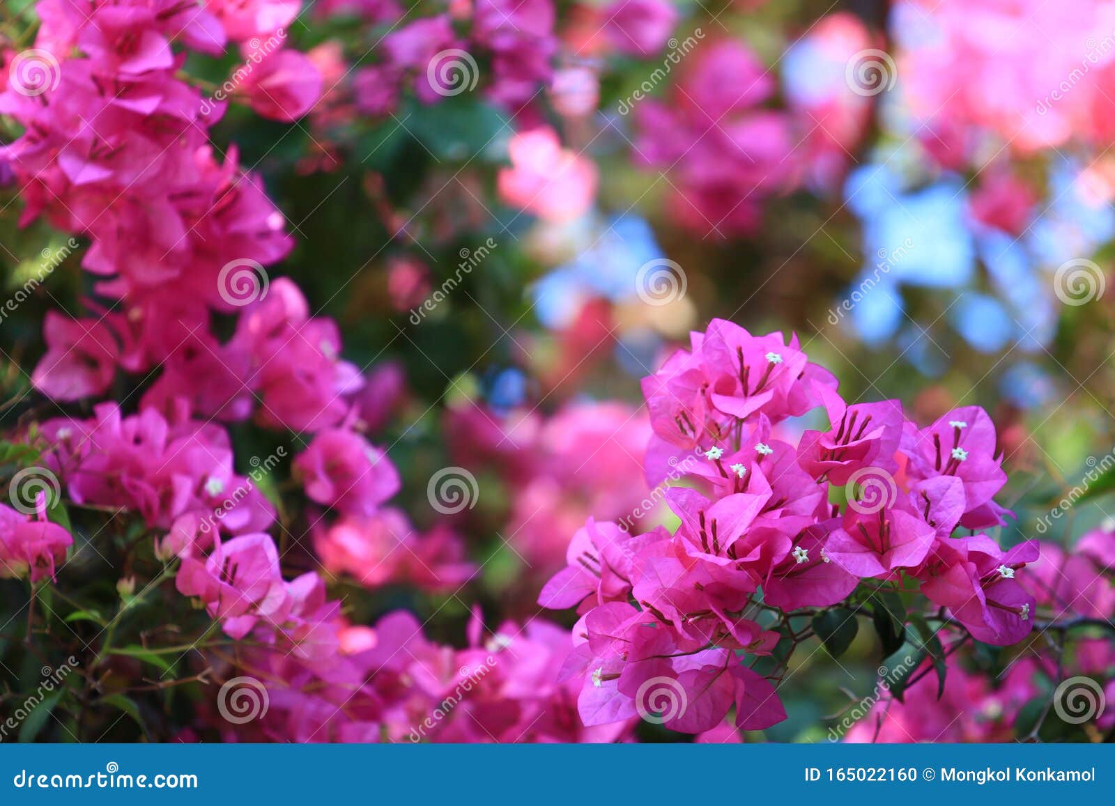美丽的粉红三角葛 亮的粉红三角葛 以花为背景的鲜红三角葛 梅花库存照片 图片包括有颜色 新鲜 美丽的粉红三角葛 亮的粉红三角葛 以花为背景的鲜红三角葛 梅花库存照片 图片包括有颜色 新鲜
