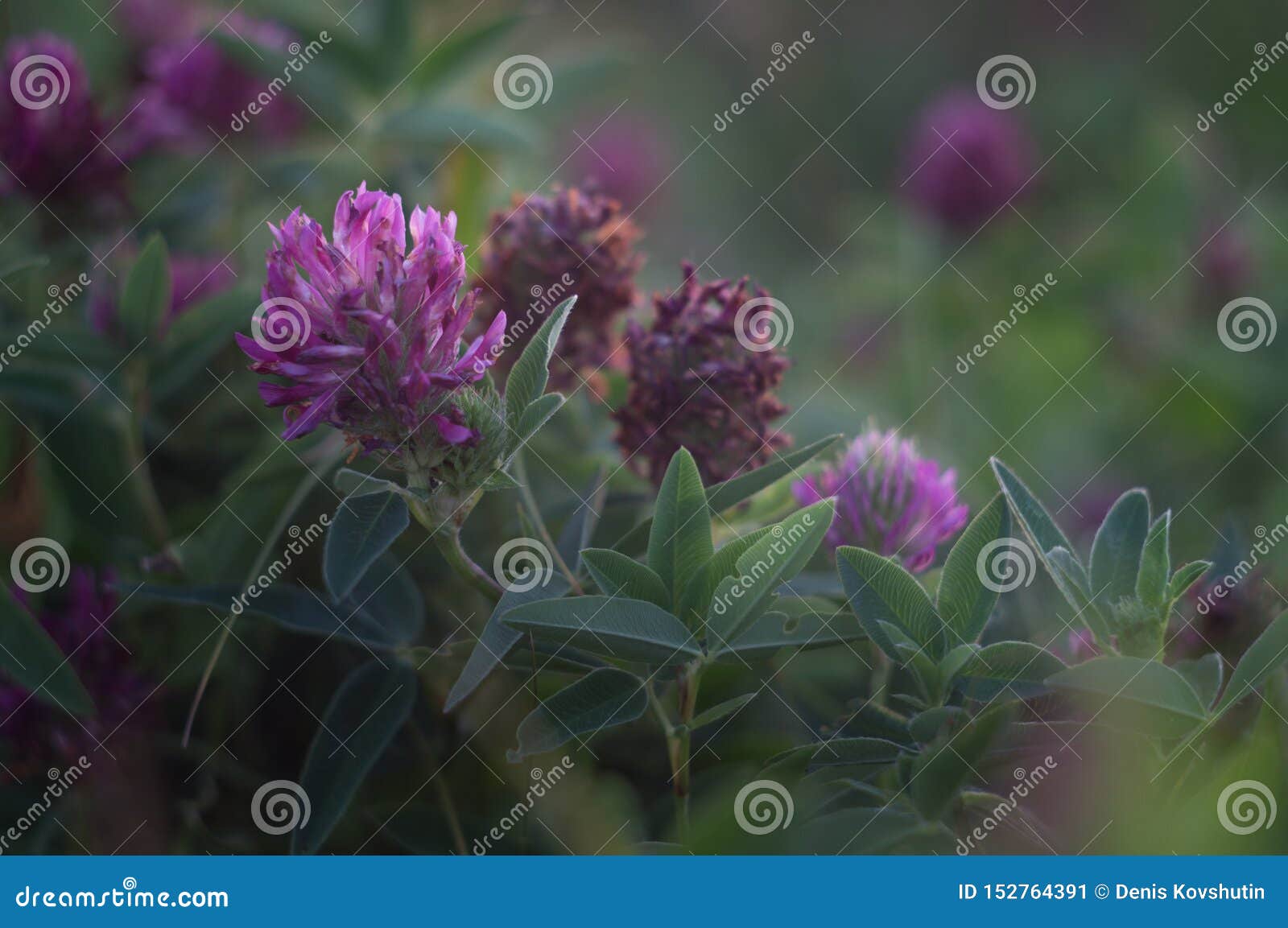 美丽的精美三叶草在开花在狂放的草甸的黄昏的三叶草花库存图片 图片包括有颜色 甘露 字段 草甸 美丽的精美三叶草在开花在狂放的草甸的黄昏的三叶草花库存图片 图片包括有颜色 甘露 字段 草甸