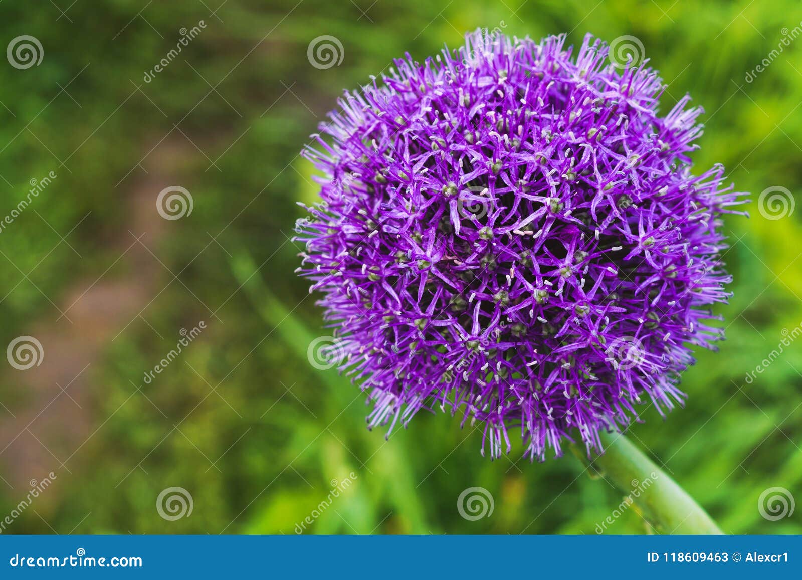 美丽的紫洋葱花库存图片 图片包括有美丽的紫洋葱花