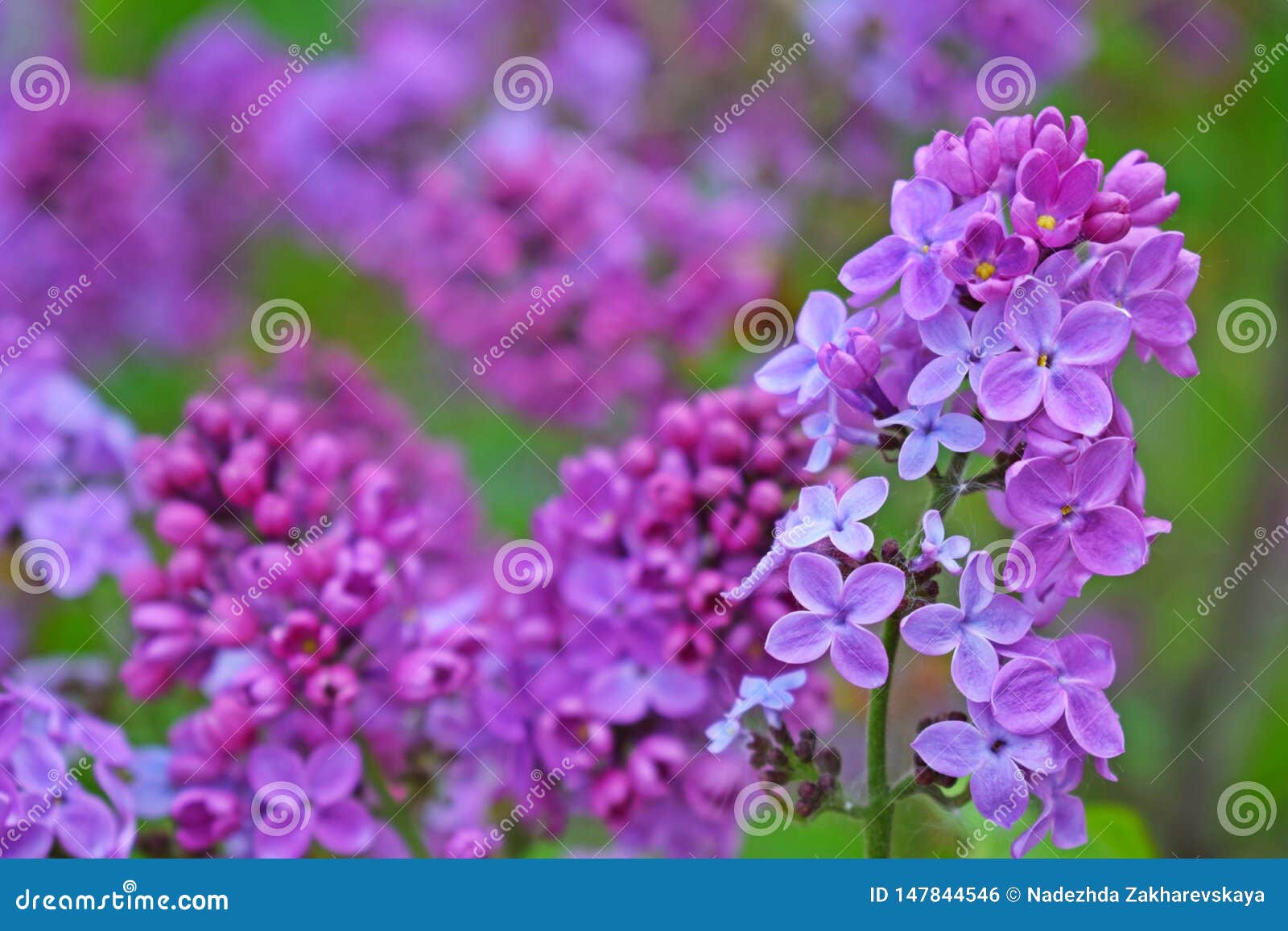美丽的紫色淡紫色花库存照片 图片包括有美丽的紫色淡紫色花 美丽的紫色淡紫色花库存照片 图片包括有美丽的紫色淡紫色花